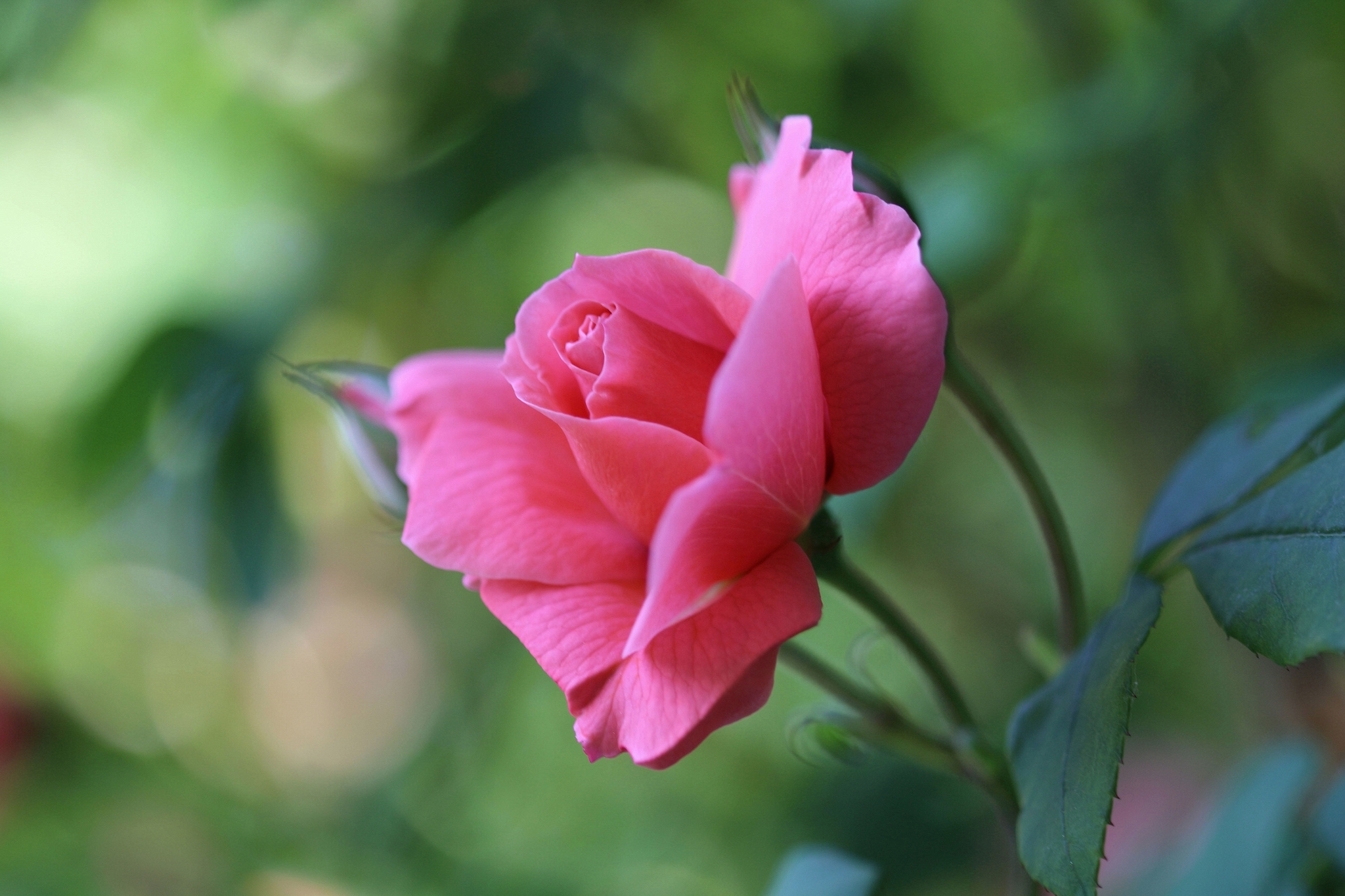 Laden Sie das Blumen, Blume, Makro, Rose, Blütenblatt, Erde/natur-Bild kostenlos auf Ihren PC-Desktop herunter