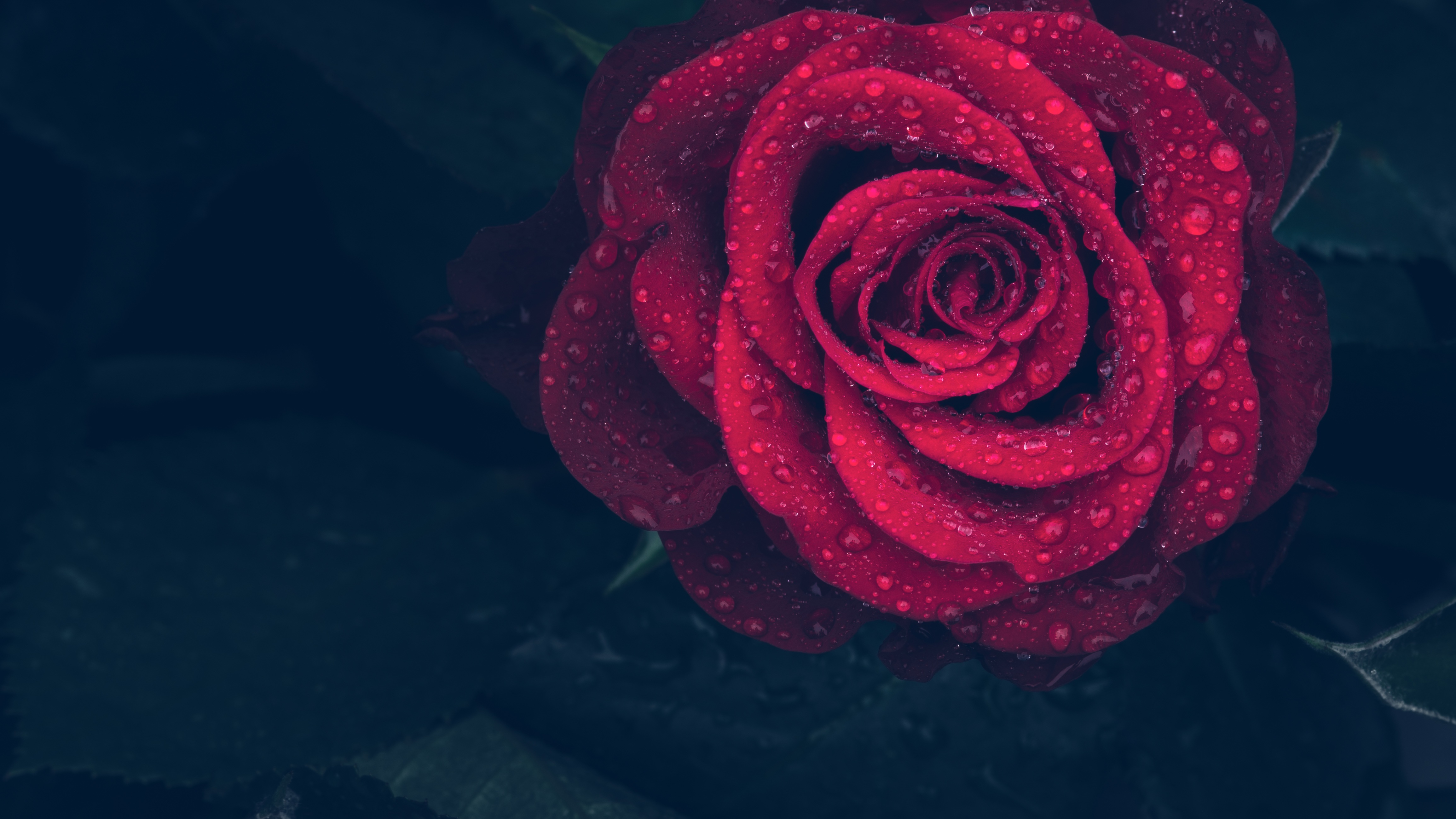 Free download wallpaper Macro, Rose, Close Up, Drops, Rose Flower on your PC desktop