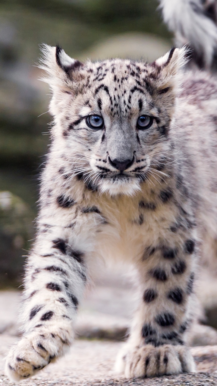 Handy-Wallpaper Tiere, Katzen, Schneeleopard, Jungtier kostenlos herunterladen.