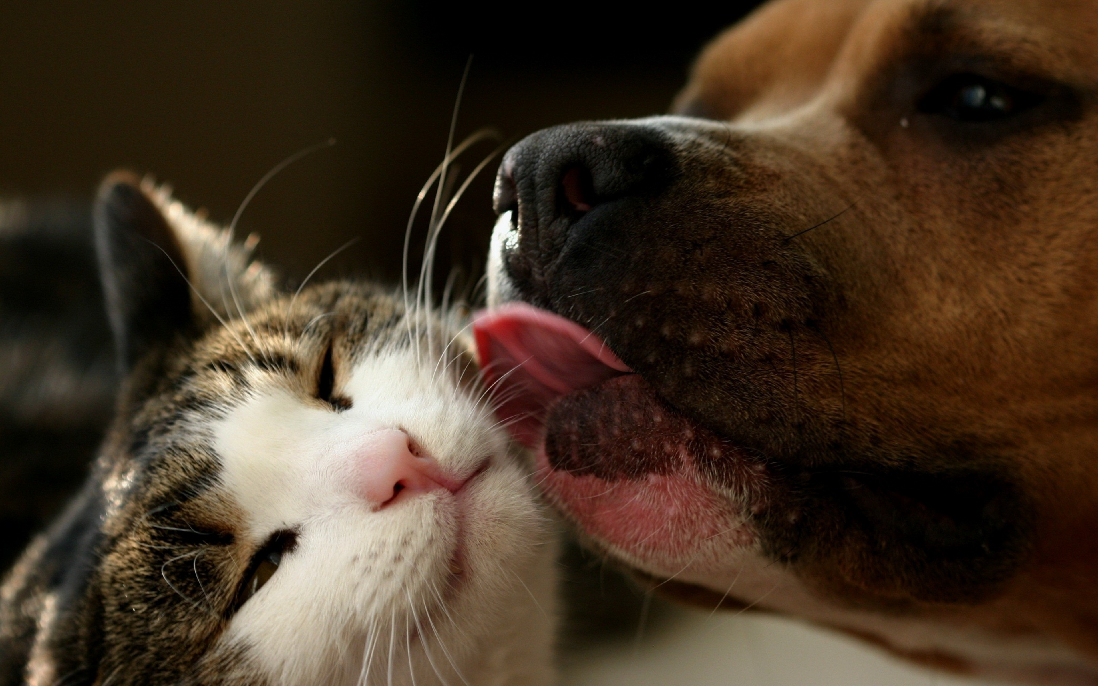617666 descargar imagen animales, perro y gato: fondos de pantalla y protectores de pantalla gratis