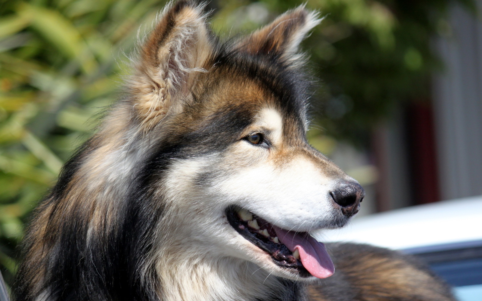 Téléchargez gratuitement l'image Animaux, Chien sur le bureau de votre PC