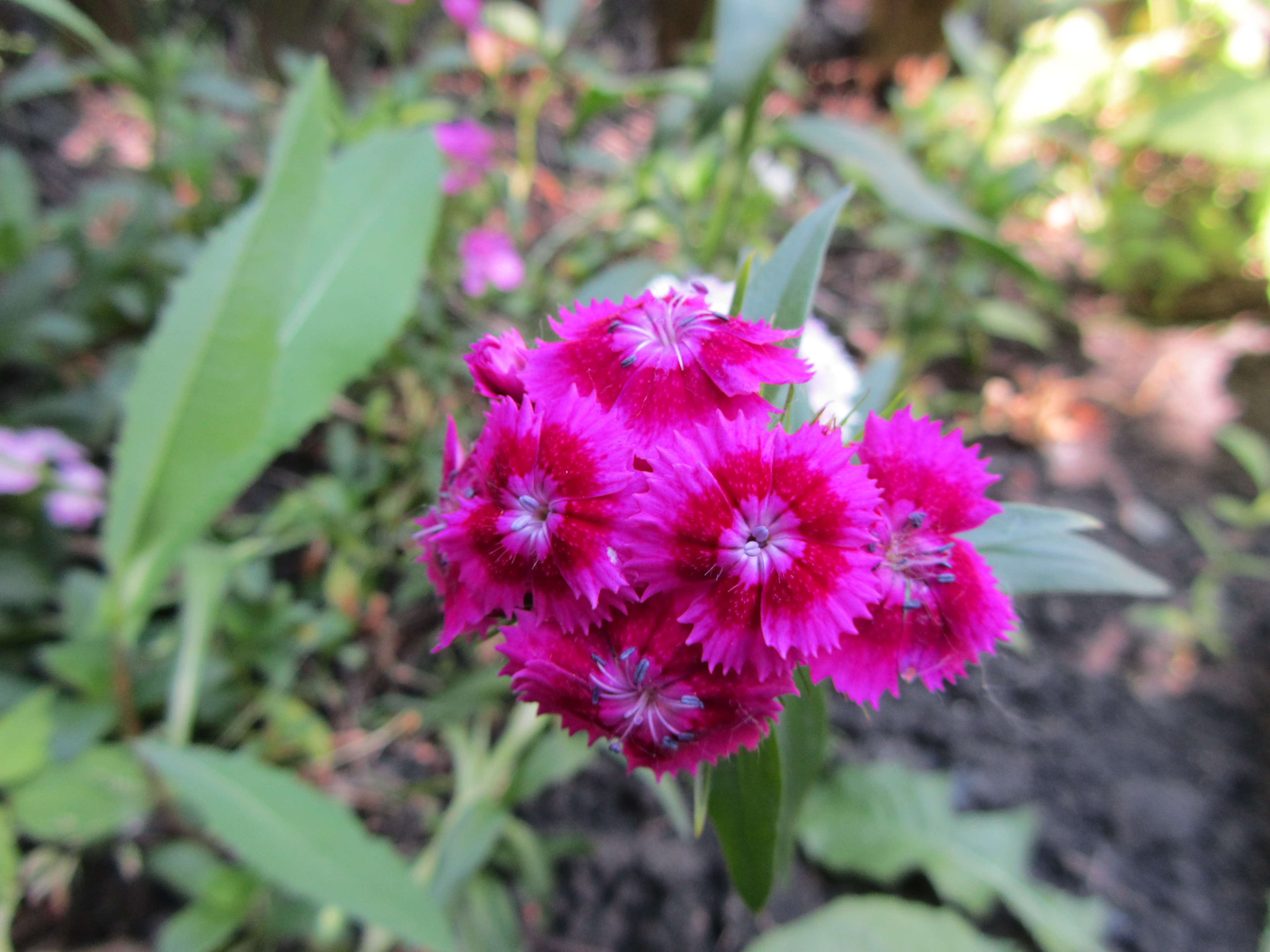 Descarga gratuita de fondo de pantalla para móvil de Flores, Flor, Tierra/naturaleza.