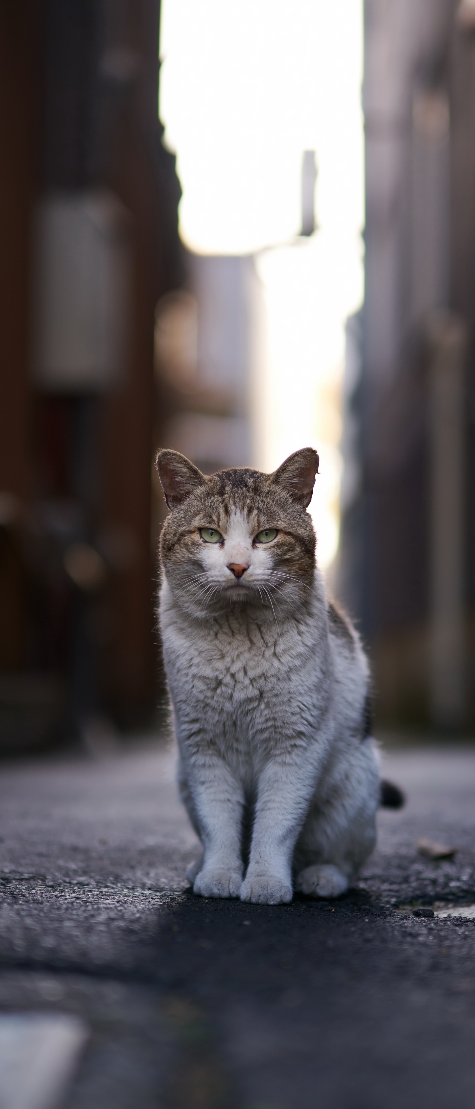 Laden Sie das Tiere, Katzen, Katze-Bild kostenlos auf Ihren PC-Desktop herunter