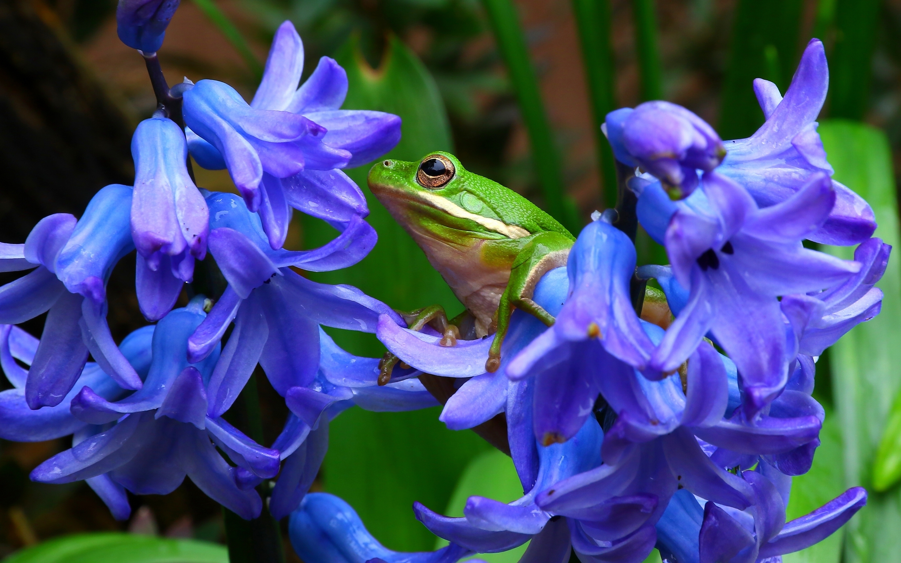 無料モバイル壁紙動物, 自然, ヒヤシンス, カエル, 花, 閉じる, アマガエル, 紫色の花をダウンロードします。