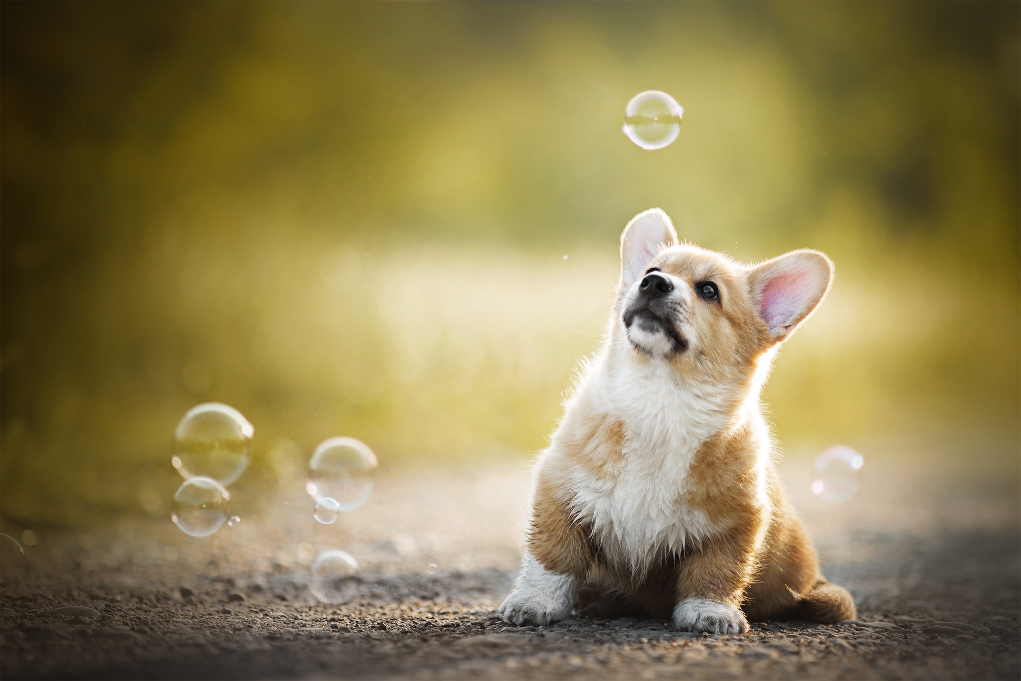 427562 скачать картинку корги, щенок, собаки, животные, пузыри, собака - обои и заставки бесплатно