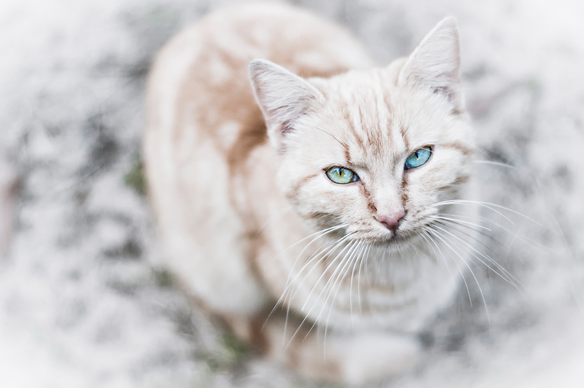 Handy-Wallpaper Tiere, Katzen, Katze, Auge, Starren kostenlos herunterladen.