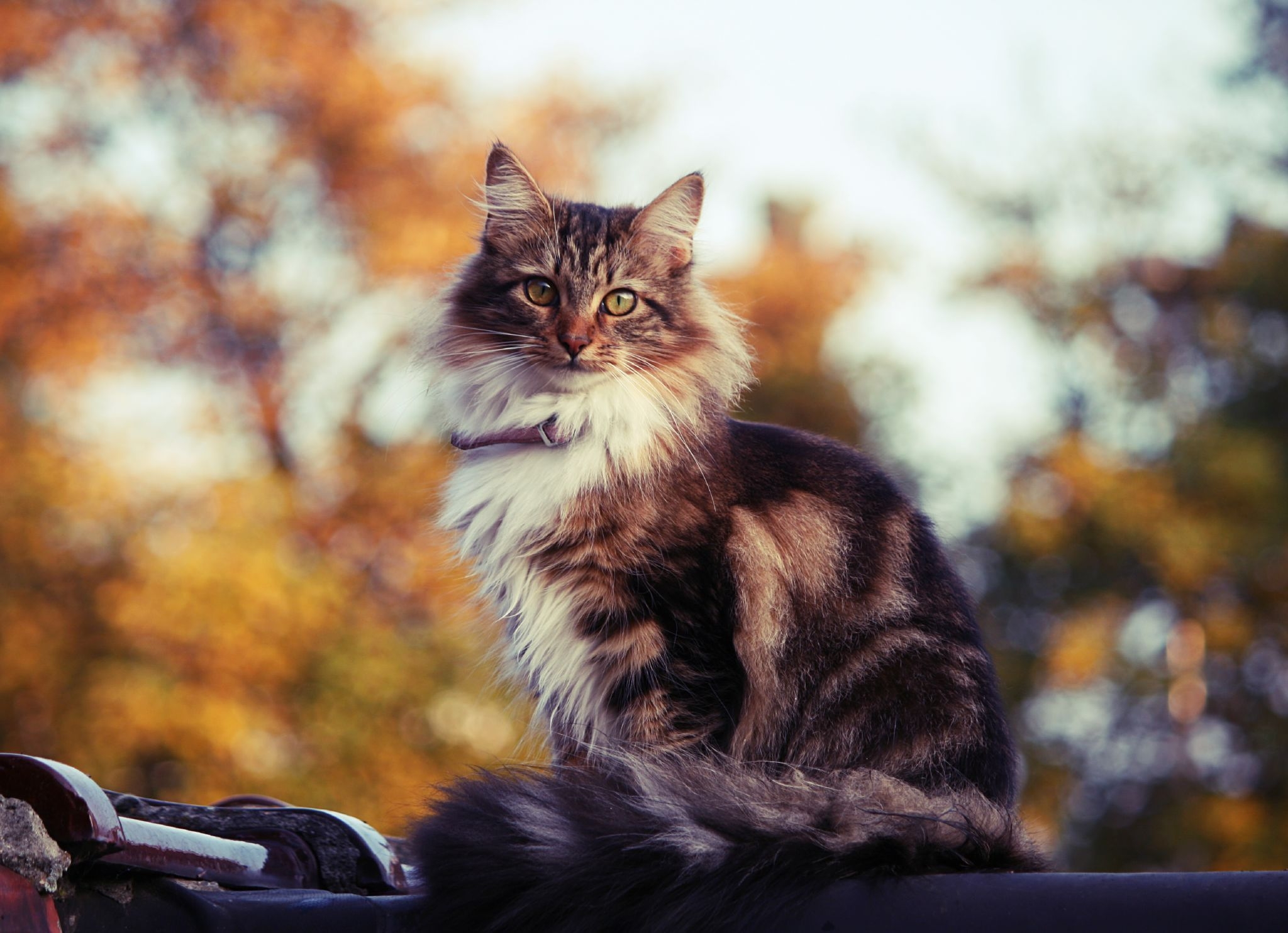 Free download wallpaper Animals, Sit, Fluffy, Roof, Cat on your PC desktop