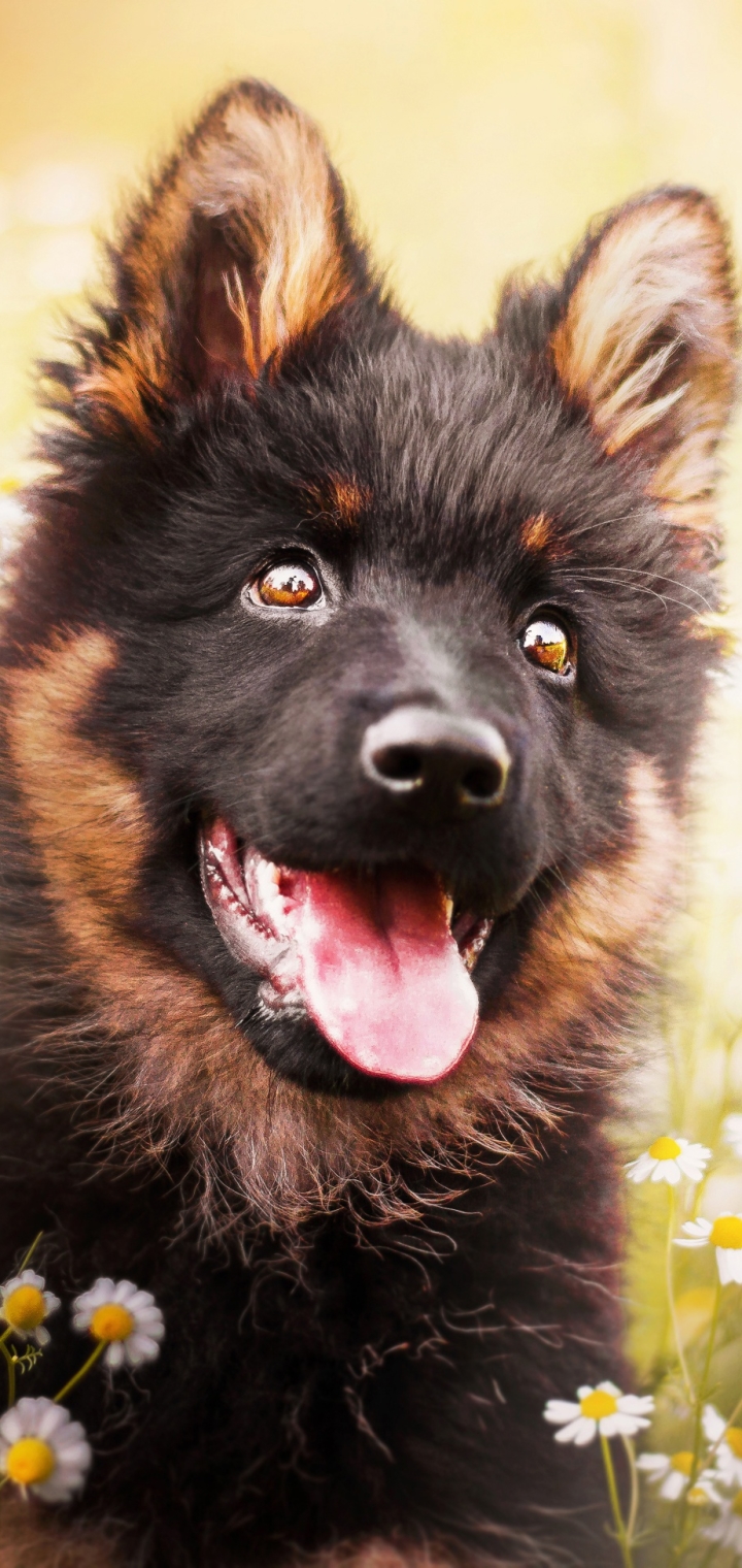 Download mobile wallpaper Dogs, Dog, Muzzle, Animal, Puppy, Daisy, German Shepherd, Baby Animal for free.