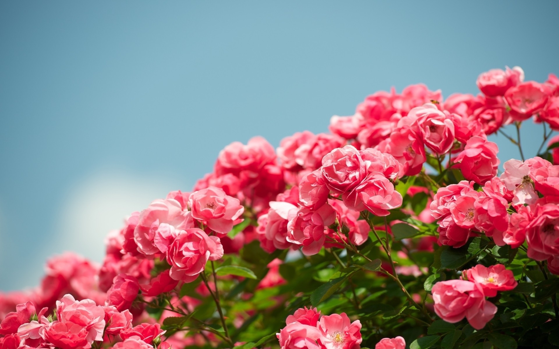 Laden Sie das Rose, Erde/natur-Bild kostenlos auf Ihren PC-Desktop herunter