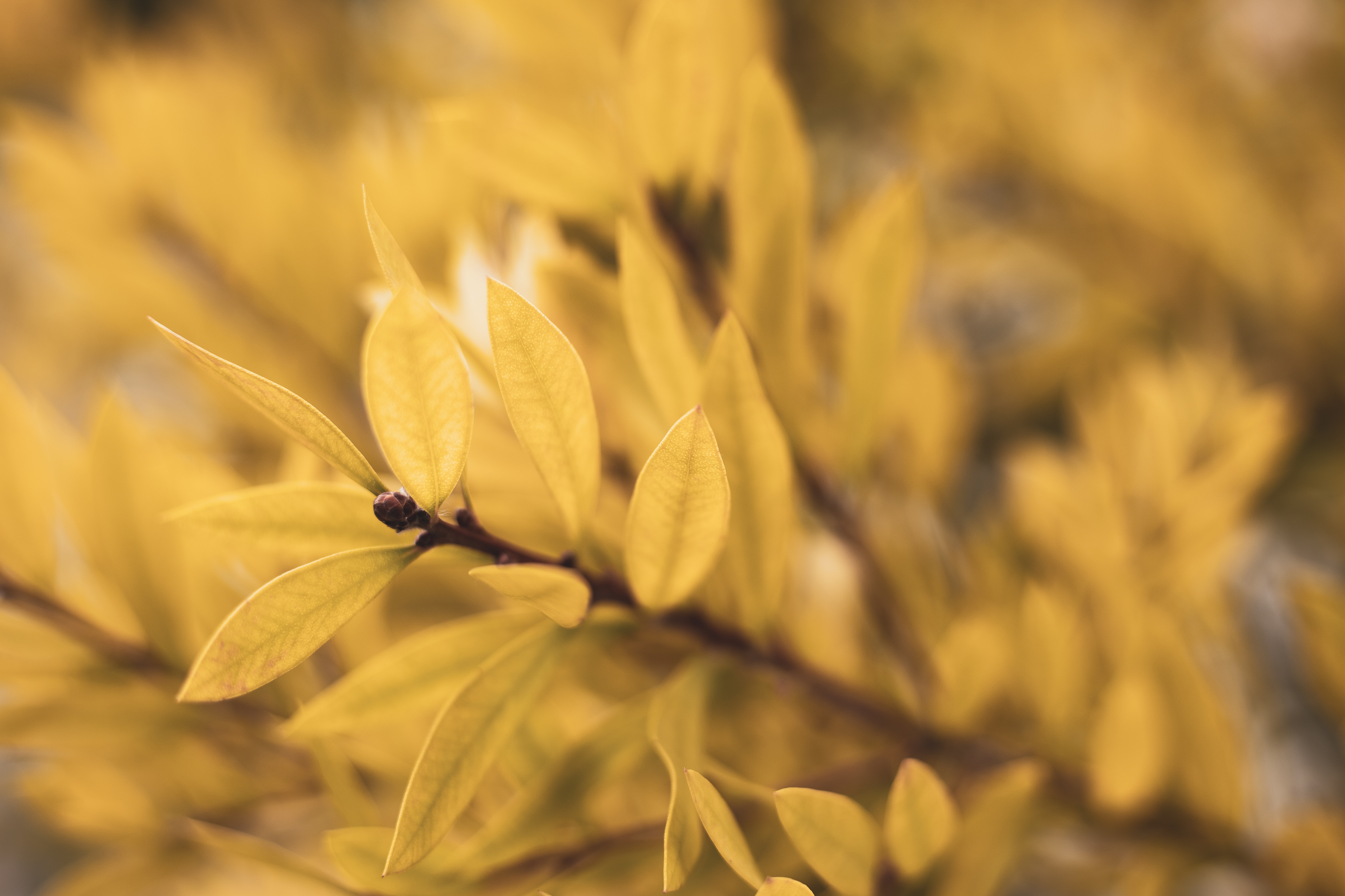 Free download wallpaper Plant, Macro, Blur, Smooth, Branch, Leaves on your PC desktop
