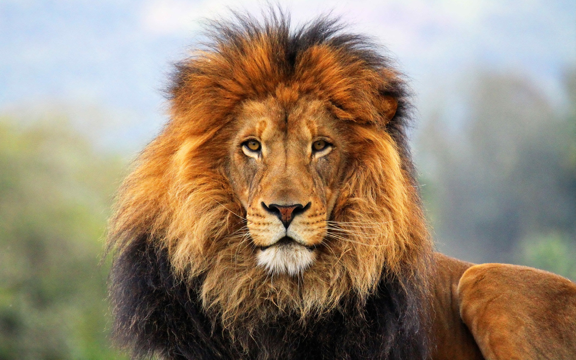 249595壁紙のダウンロード動物, ライオン, 猫-スクリーンセーバーと写真を無料で