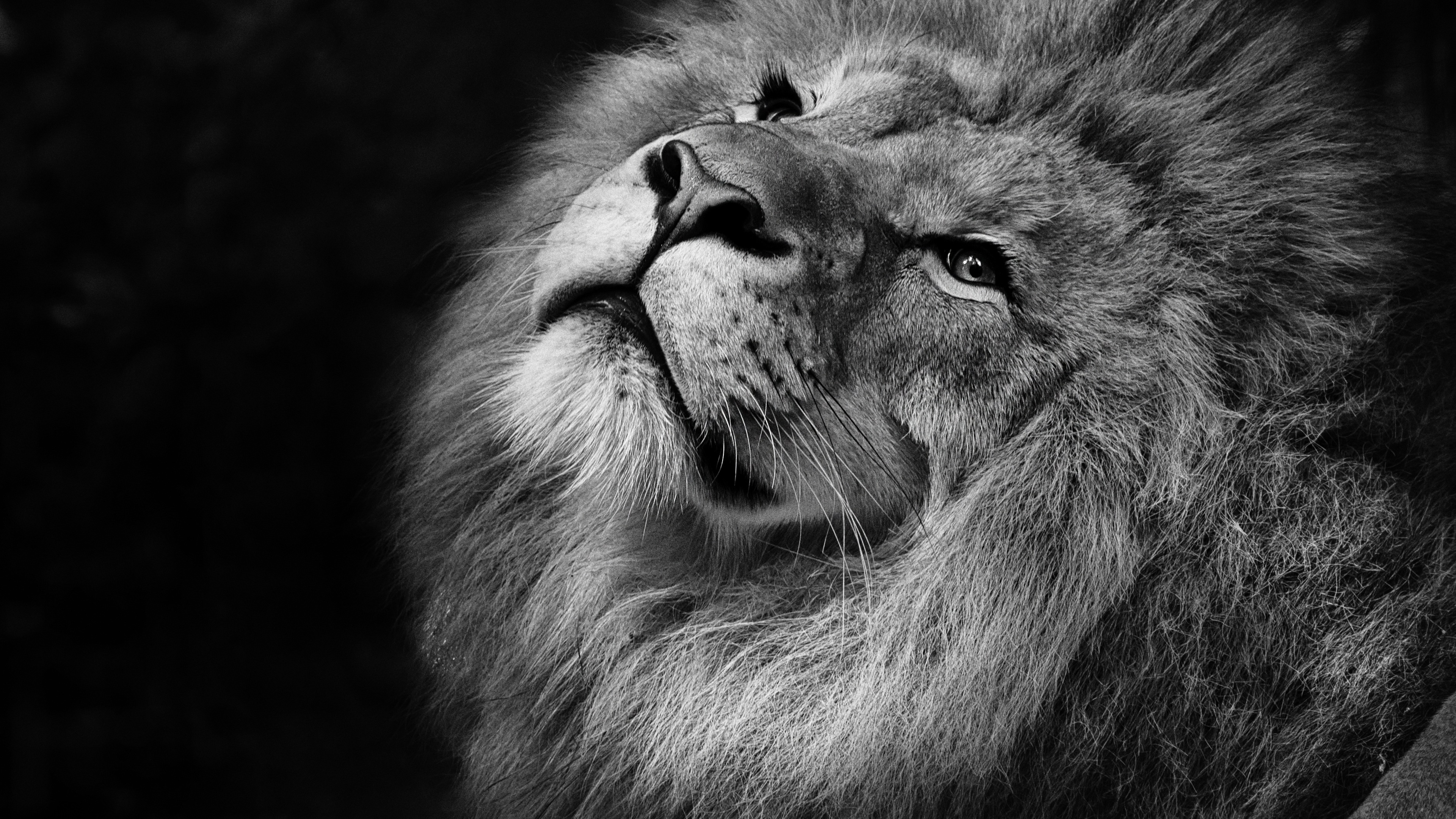 Free download wallpaper Cats, Lion, Animal, Black & White on your PC desktop