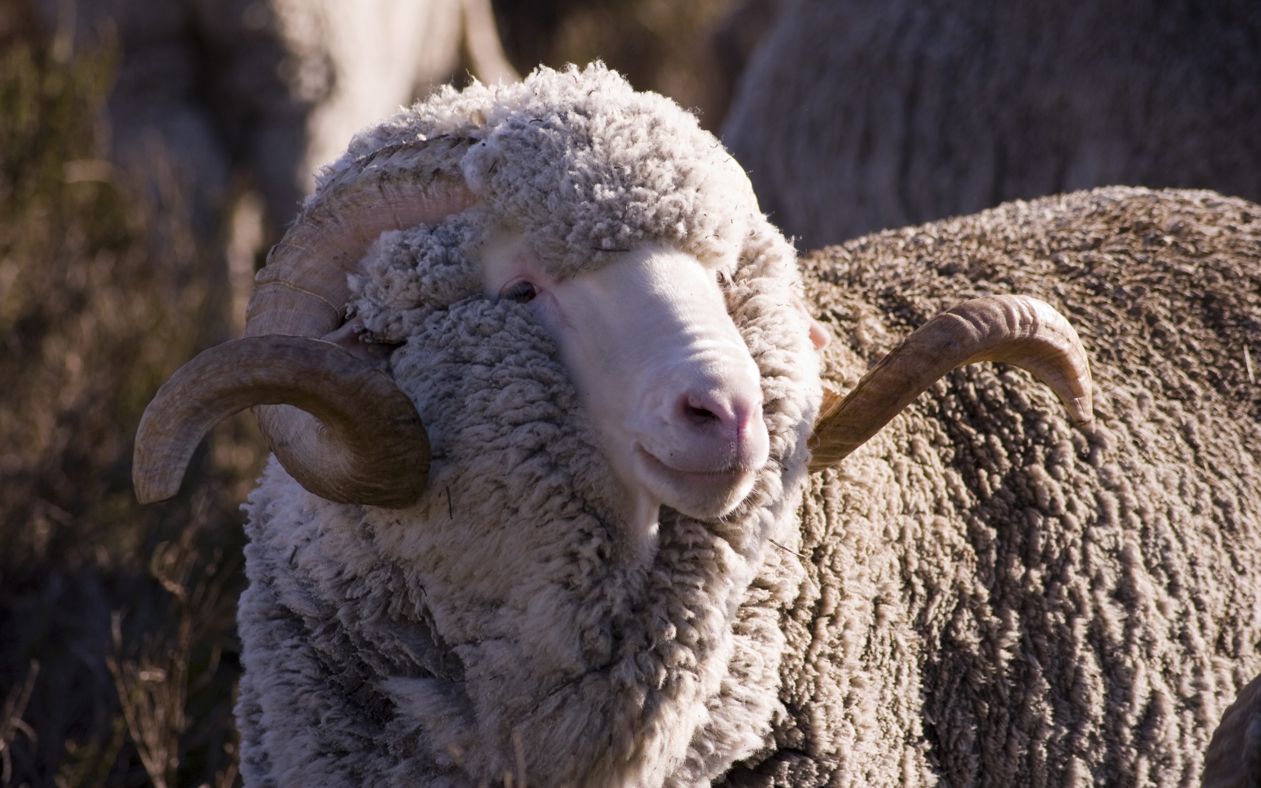 236629 descargar imagen animales, oveja: fondos de pantalla y protectores de pantalla gratis