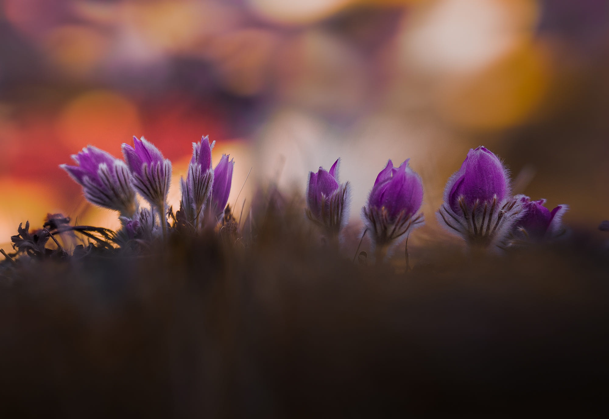 520559 Bildschirmschoner und Hintergrundbilder Blumen auf Ihrem Telefon. Laden Sie  Bilder kostenlos herunter