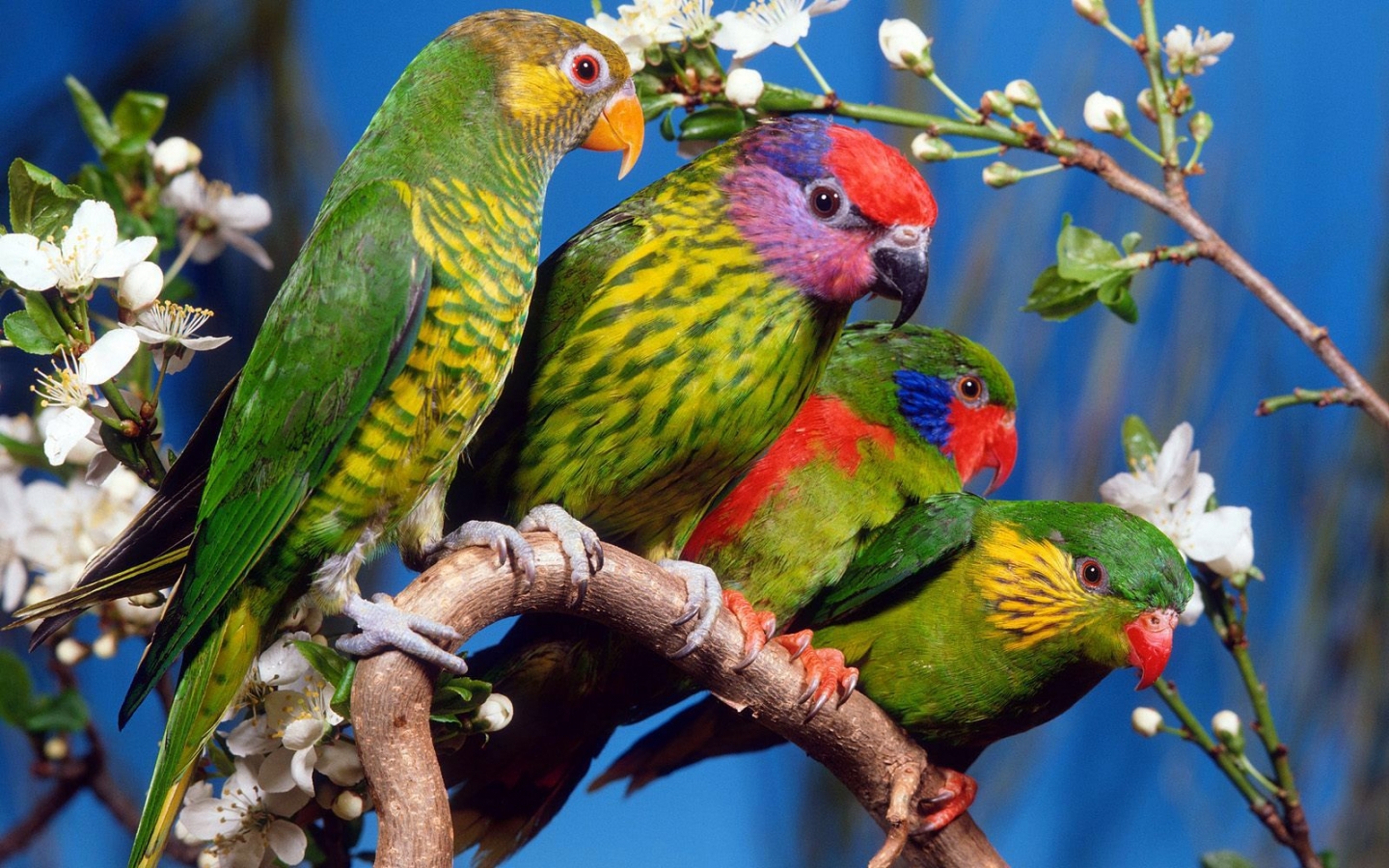 parrots, animals, birds