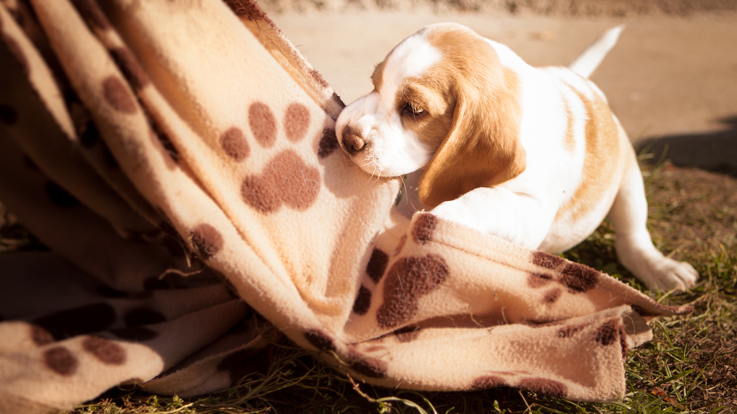 Laden Sie das Tiere, Hunde, Hund, Welpen, Beagle, Tierbaby-Bild kostenlos auf Ihren PC-Desktop herunter