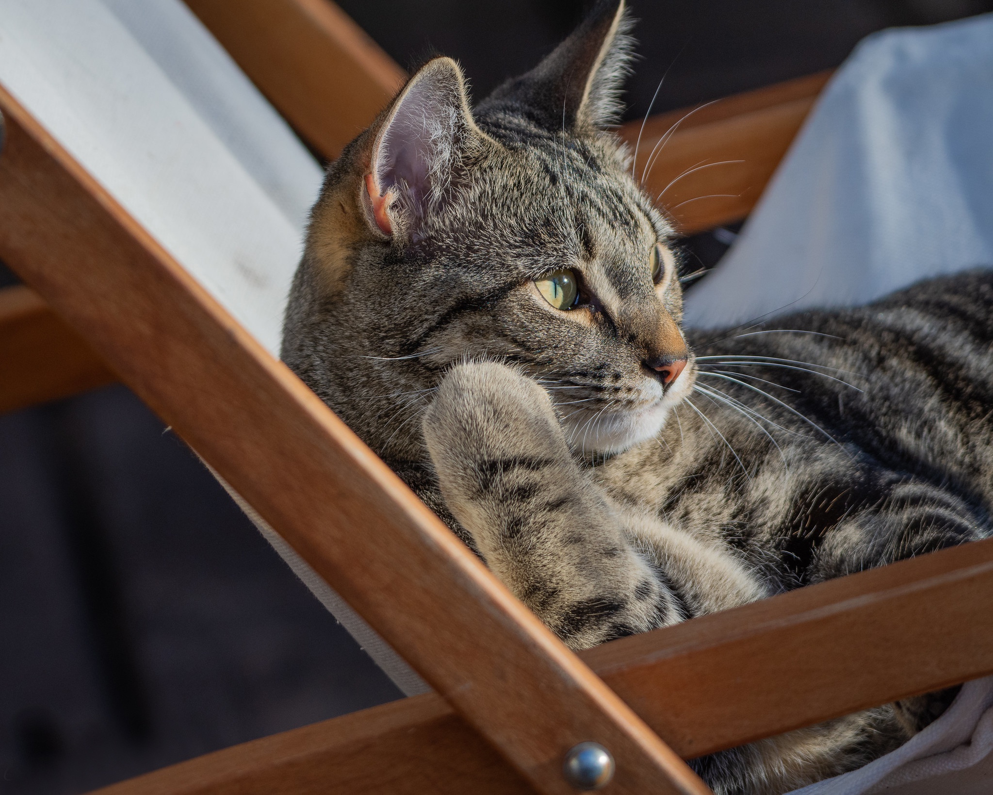 Téléchargez gratuitement l'image Animaux, Chats, Chat sur le bureau de votre PC