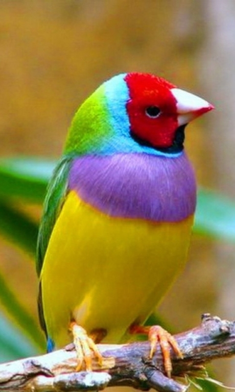 Download mobile wallpaper Birds, Animal, Gouldian Finch for free.