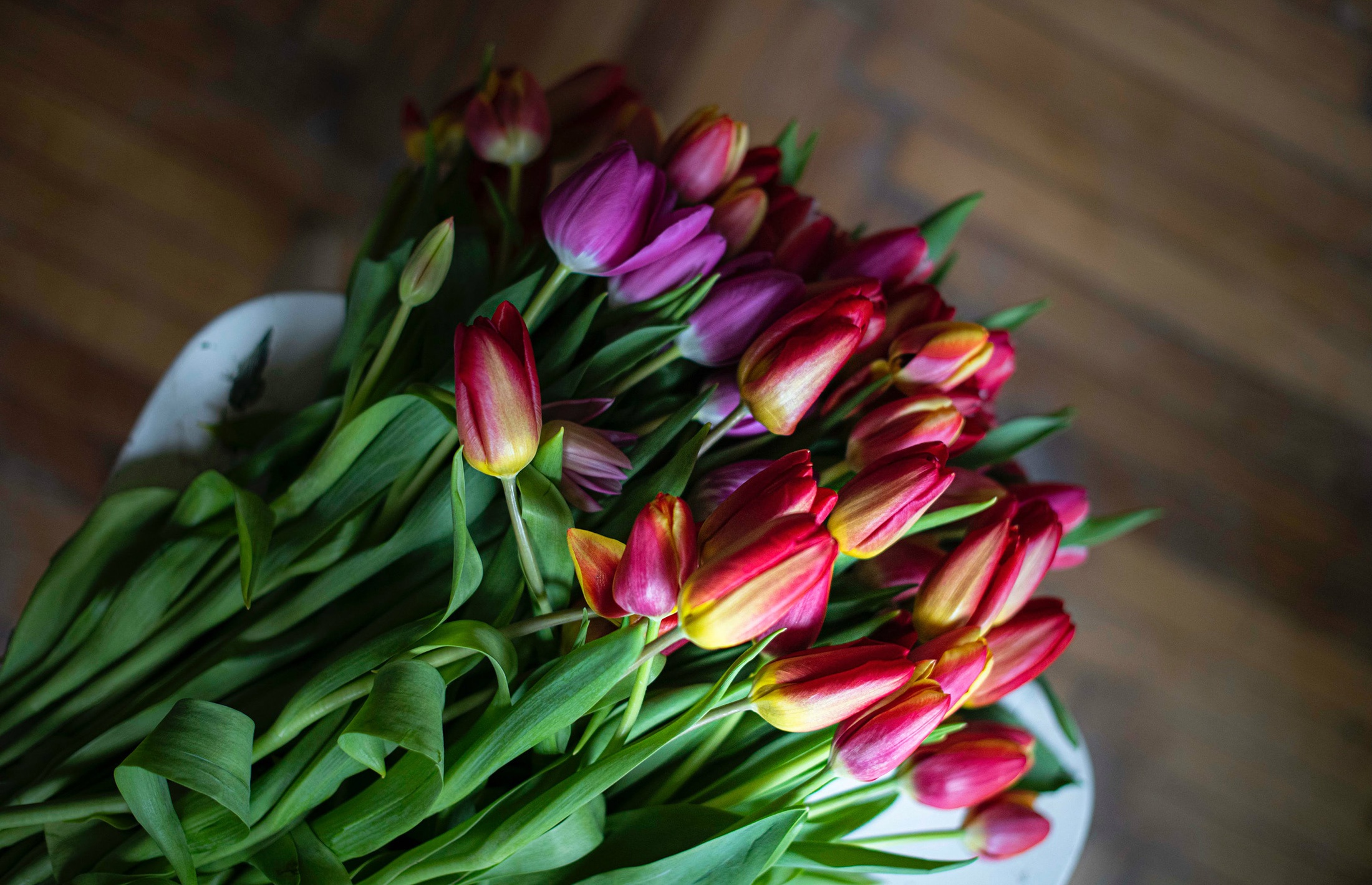 Descarga gratis la imagen Flor, Tulipán, Hecho Por El Hombre en el escritorio de tu PC