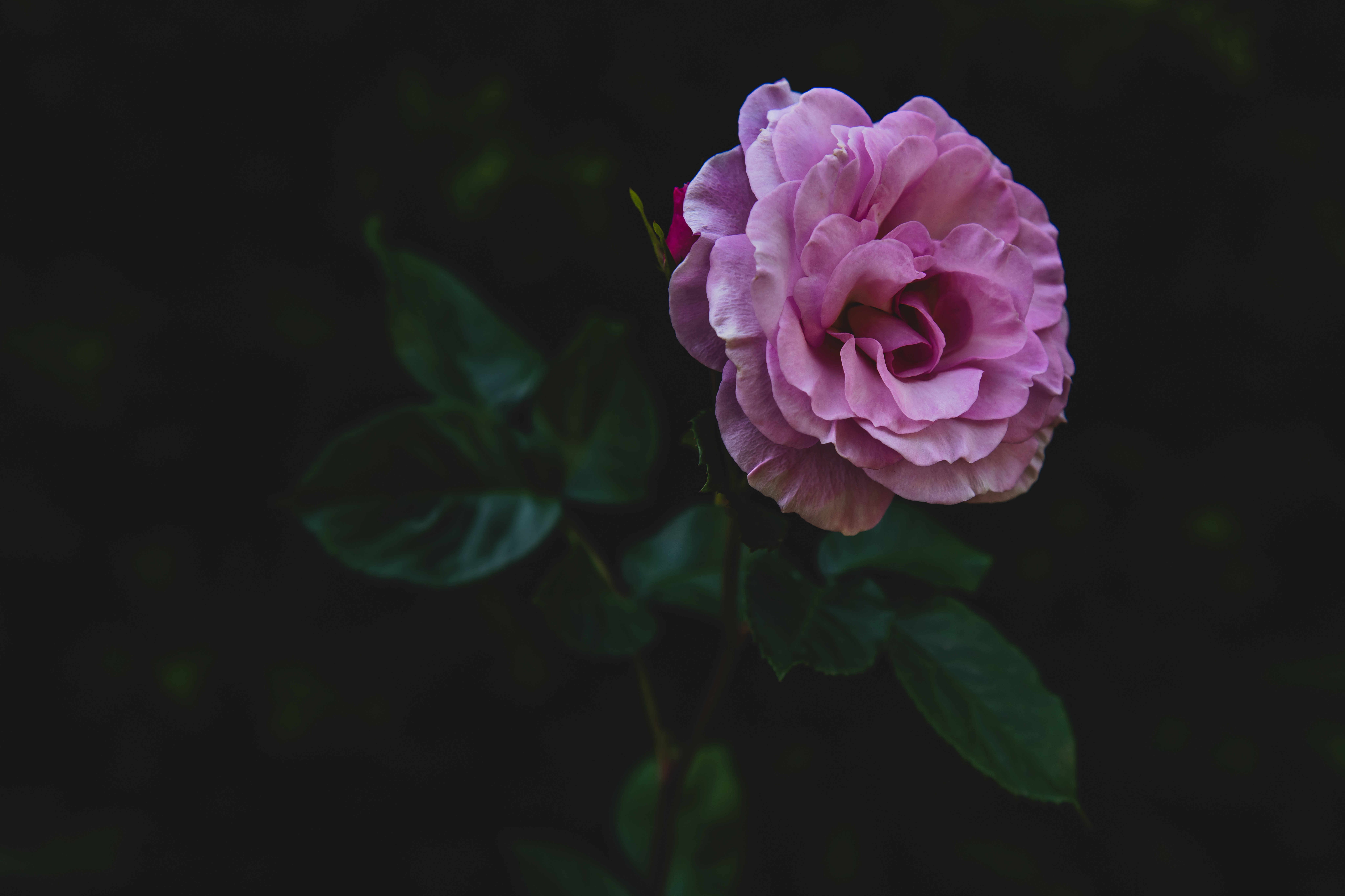 bud, flowers, pink, rose flower, rose, petals, stem, stalk HD wallpaper