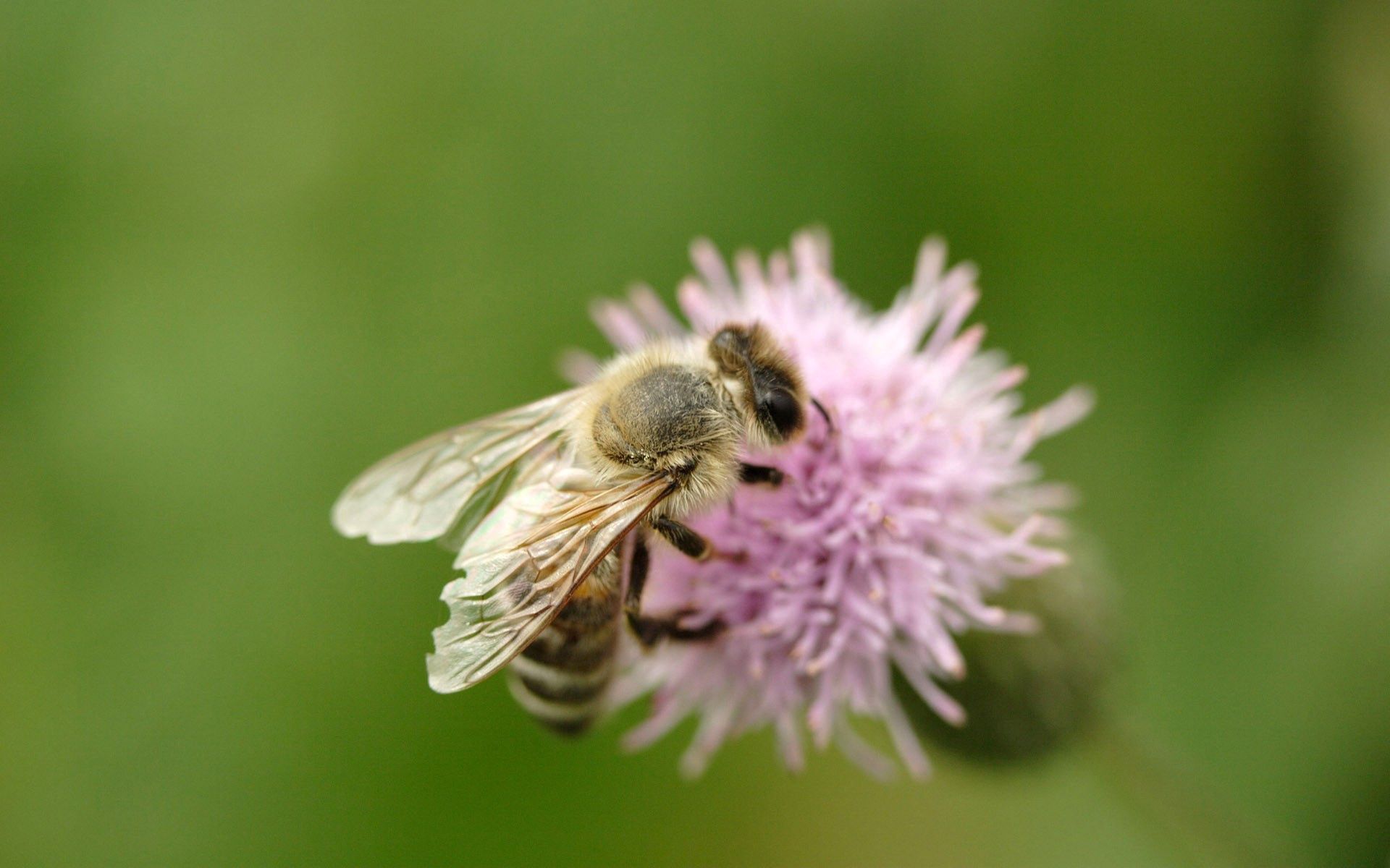 Free download wallpaper Flower, Macro, Insect, Bee, Flight on your PC desktop