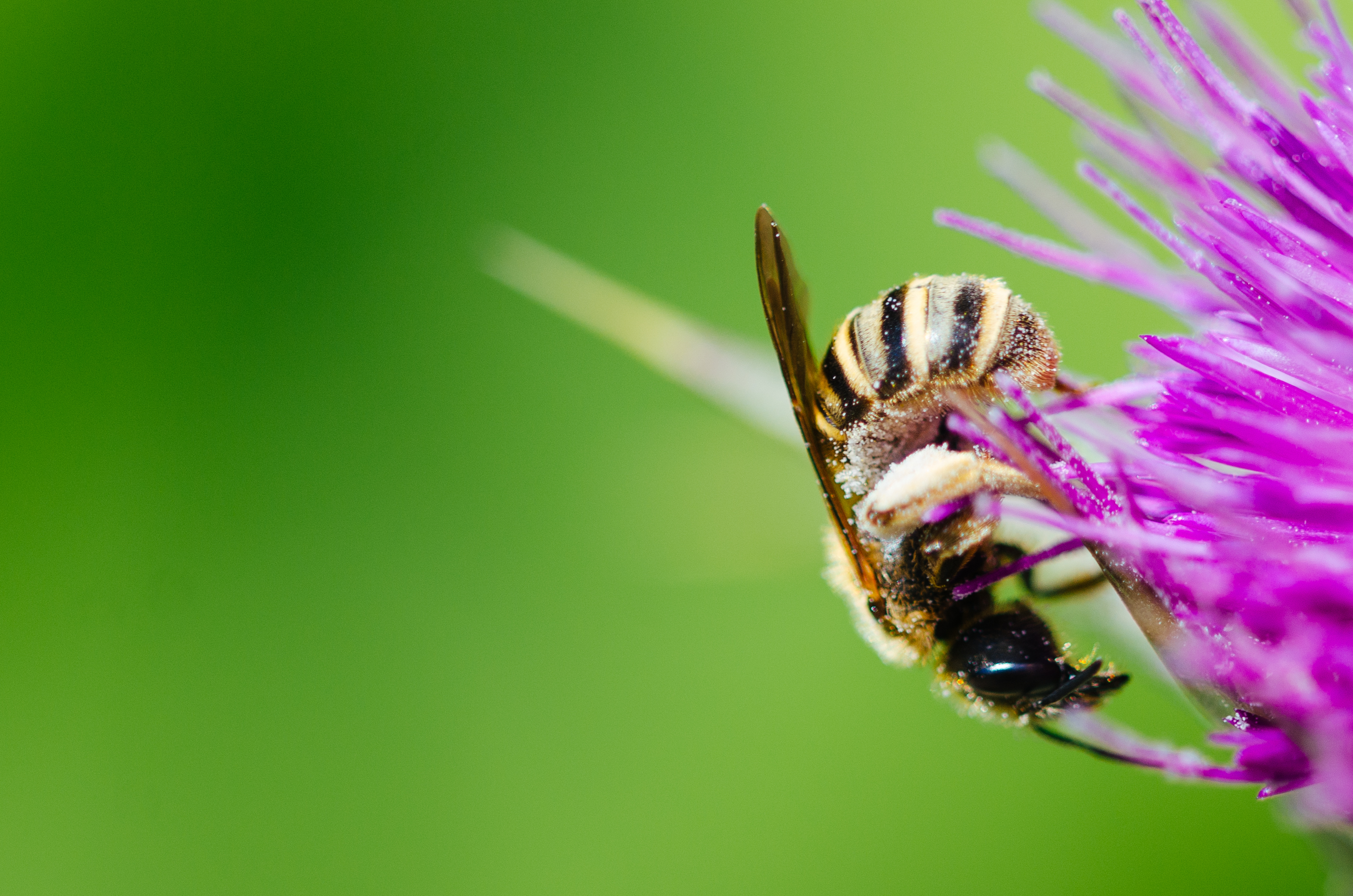 123813 télécharger l'image fleur, macro, abeille, pollen - fonds d'écran et économiseurs d'écran gratuits