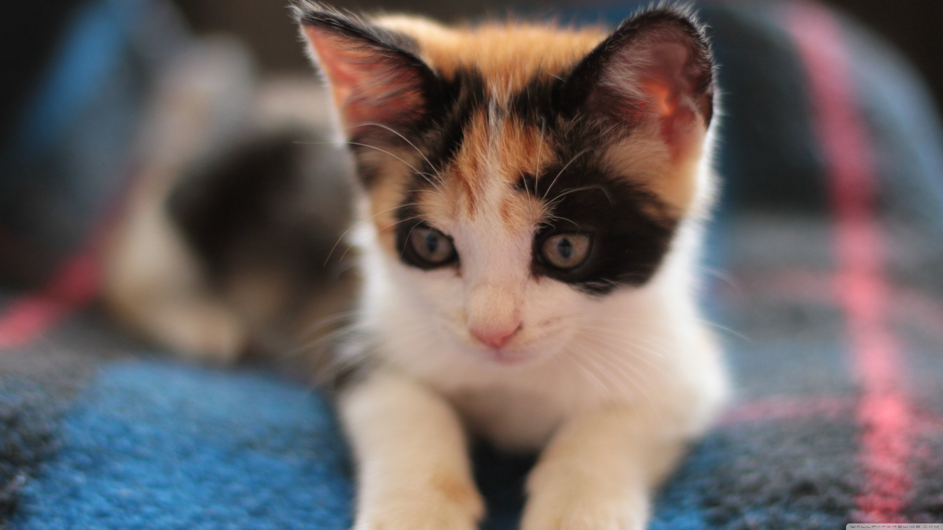 338330 descargar imagen gatos, animales, gato, gatito: fondos de pantalla y protectores de pantalla gratis