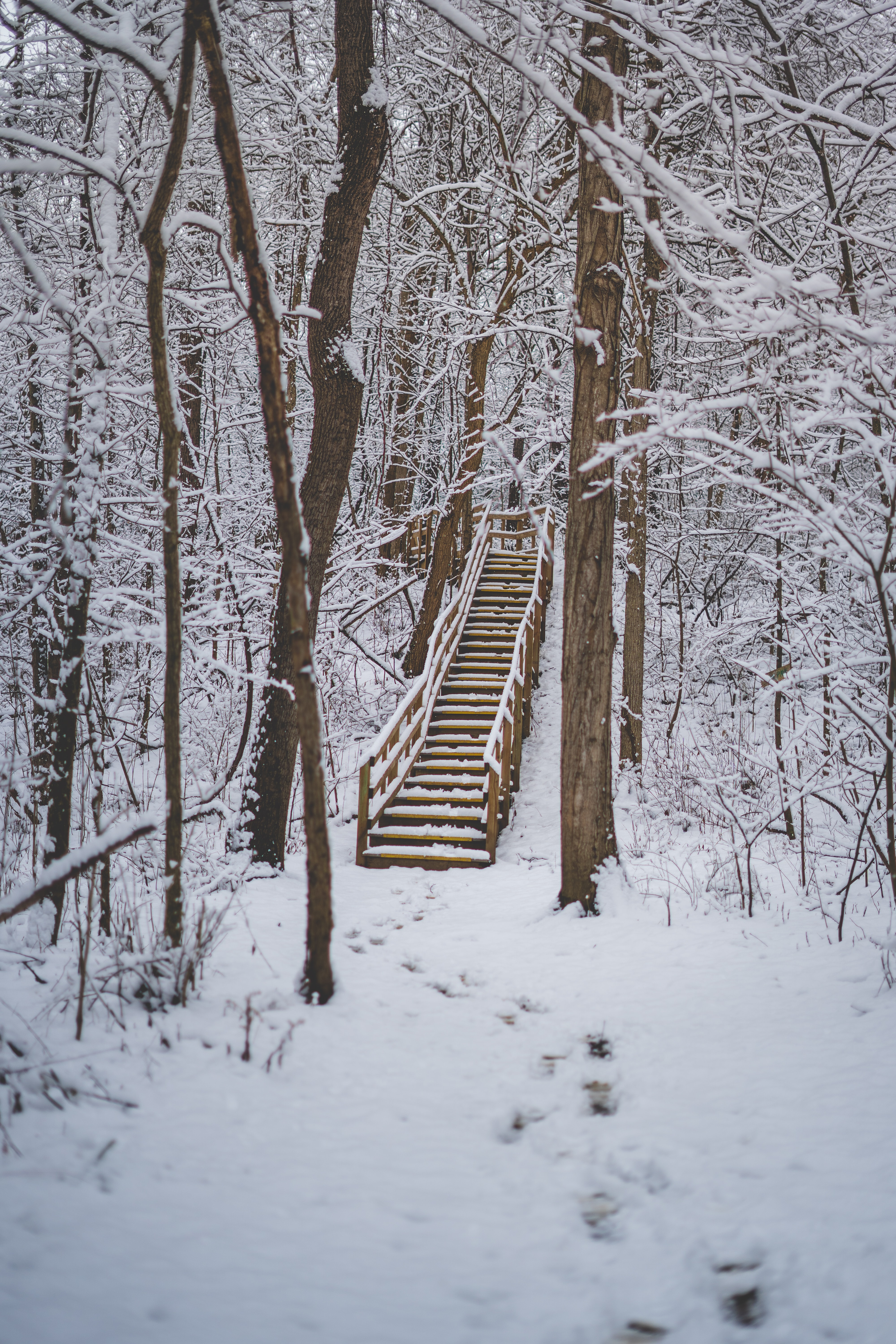 snow, ladder, nature, trees, forest, stairs