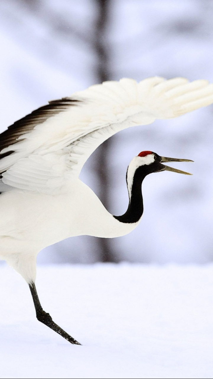 animal, red crowned crane, birds