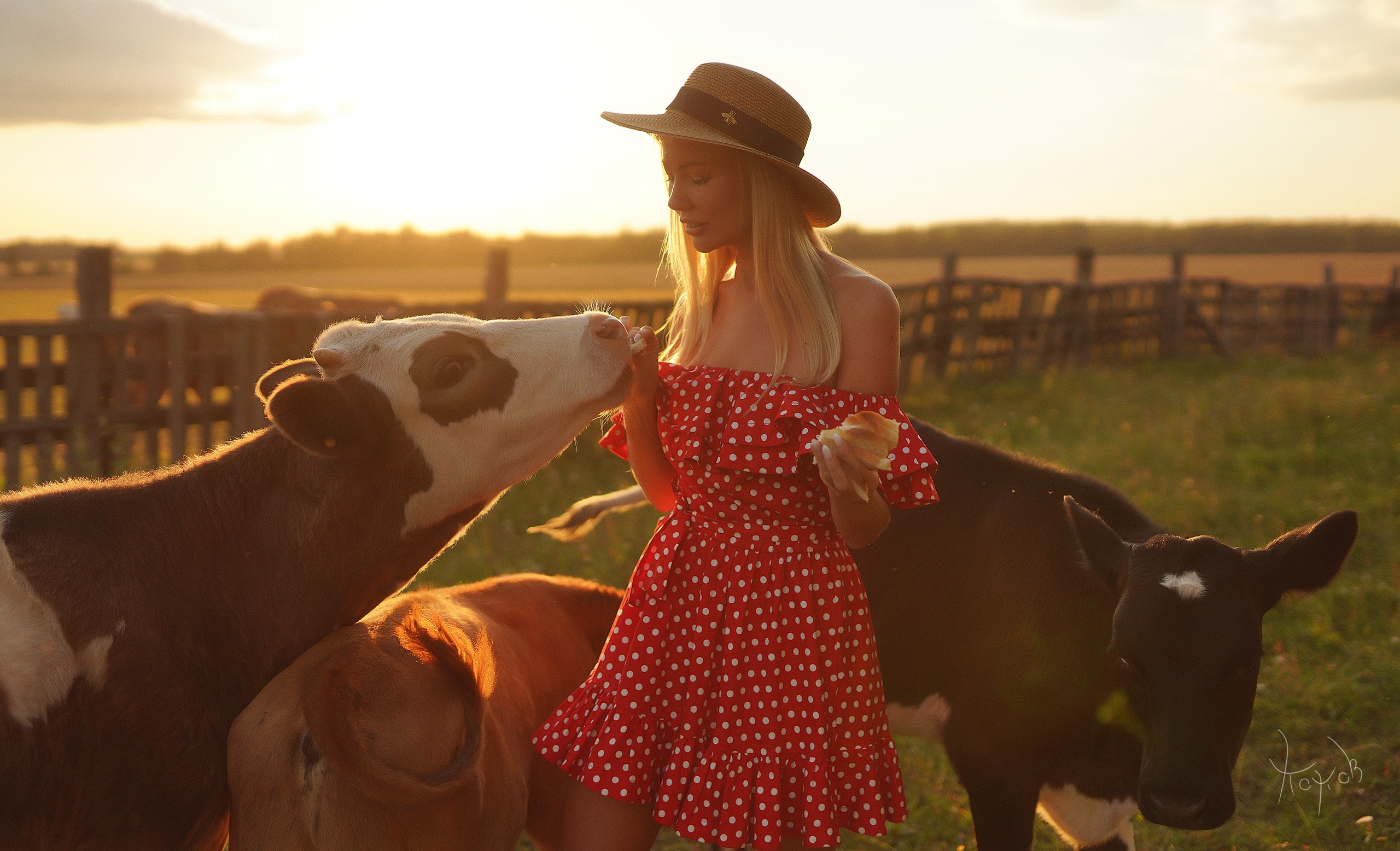 Laden Sie das Bauernhof, Kuh, Modell, Frauen-Bild kostenlos auf Ihren PC-Desktop herunter