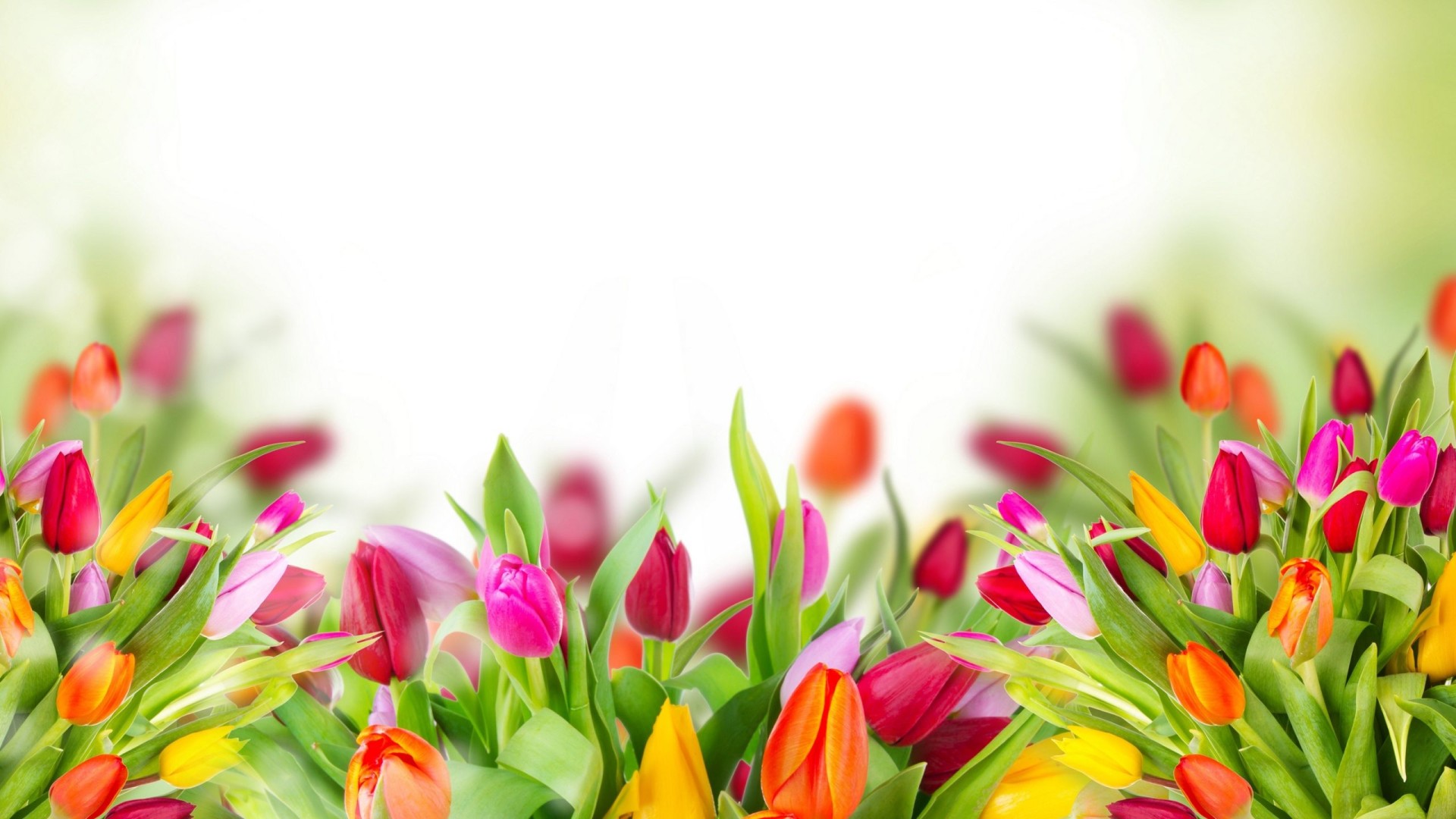 Free download wallpaper Flowers, Flower, Close Up, Earth, Colorful, Tulip, Purple Flower, Red Flower, Orange Flower on your PC desktop