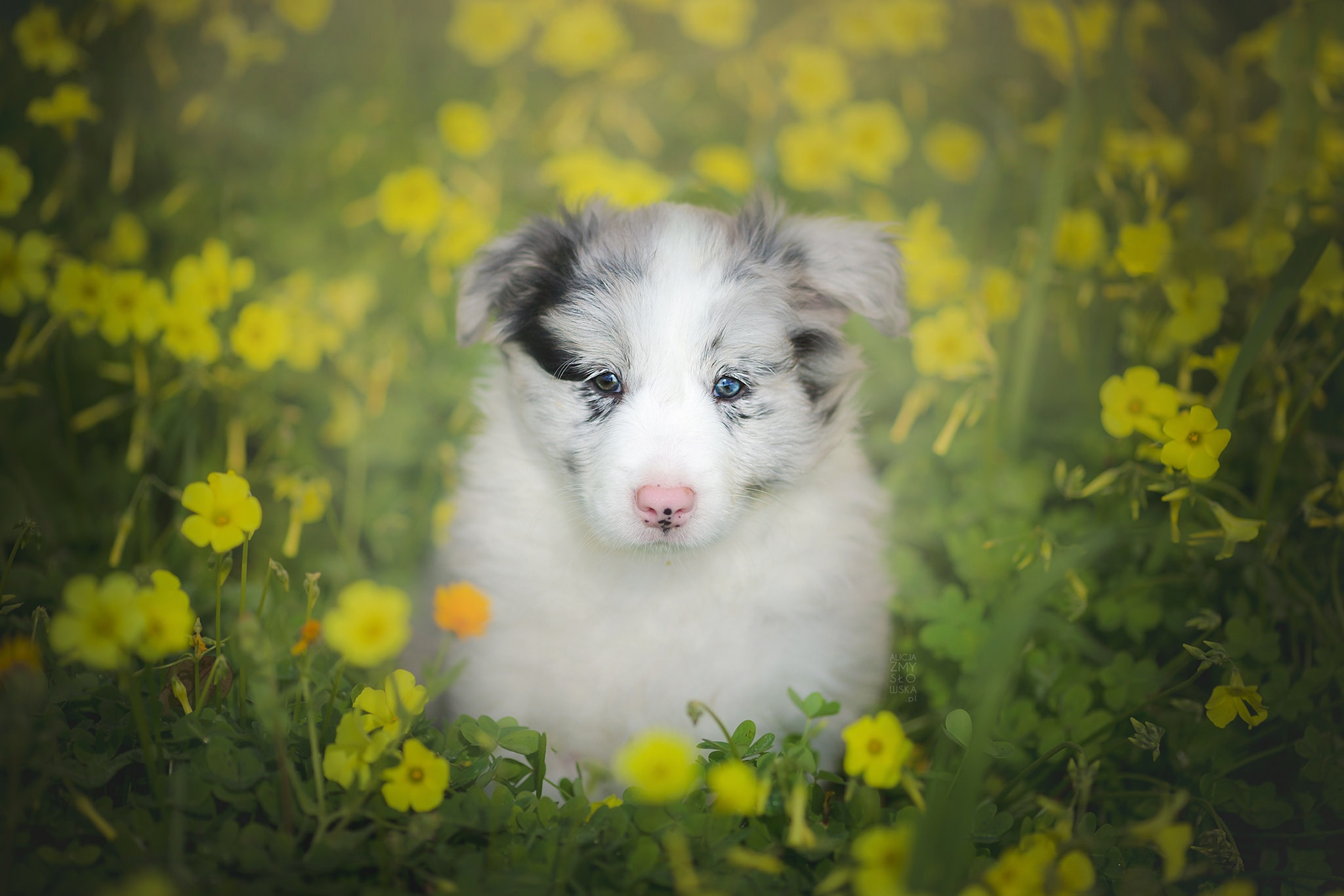 PCデスクトップに動物, 犬, 子犬, ボーダーコリー, 赤ちゃん動物画像を無料でダウンロード