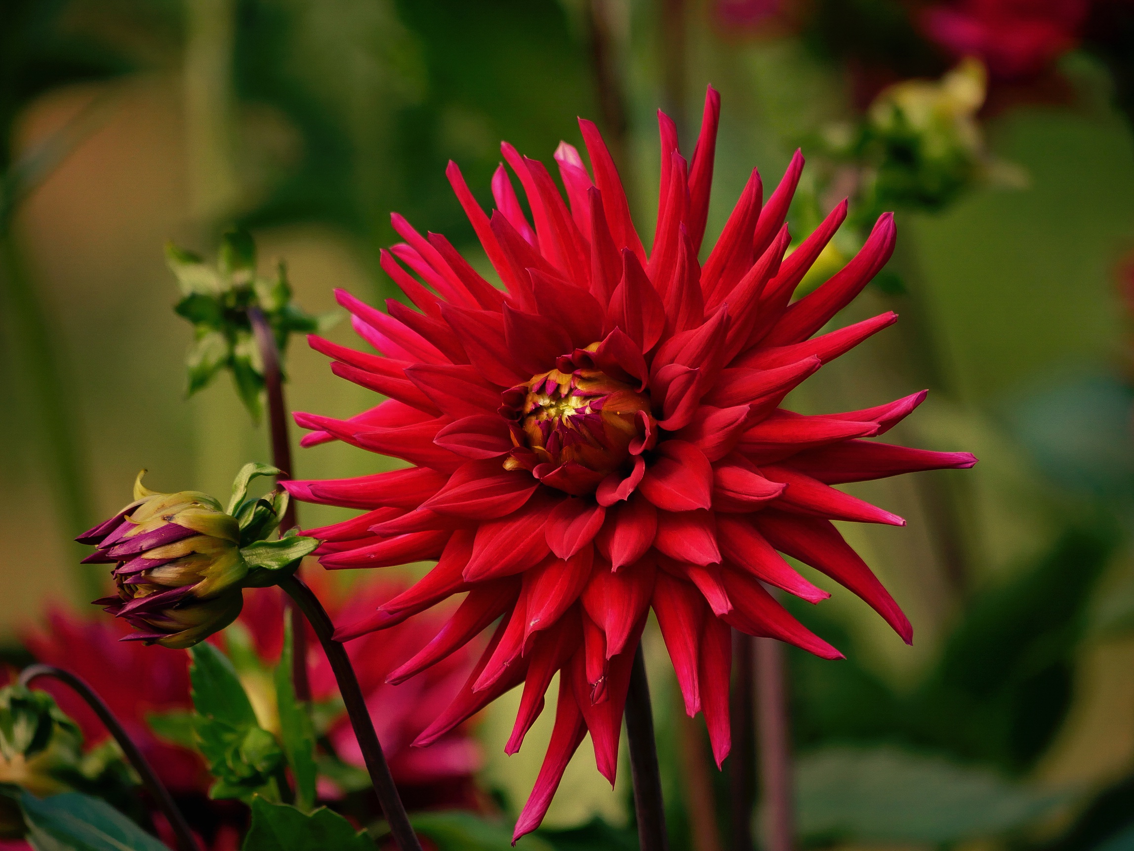 Laden Sie das Makro, Dahlien, Rote Blume, Erde/natur-Bild kostenlos auf Ihren PC-Desktop herunter