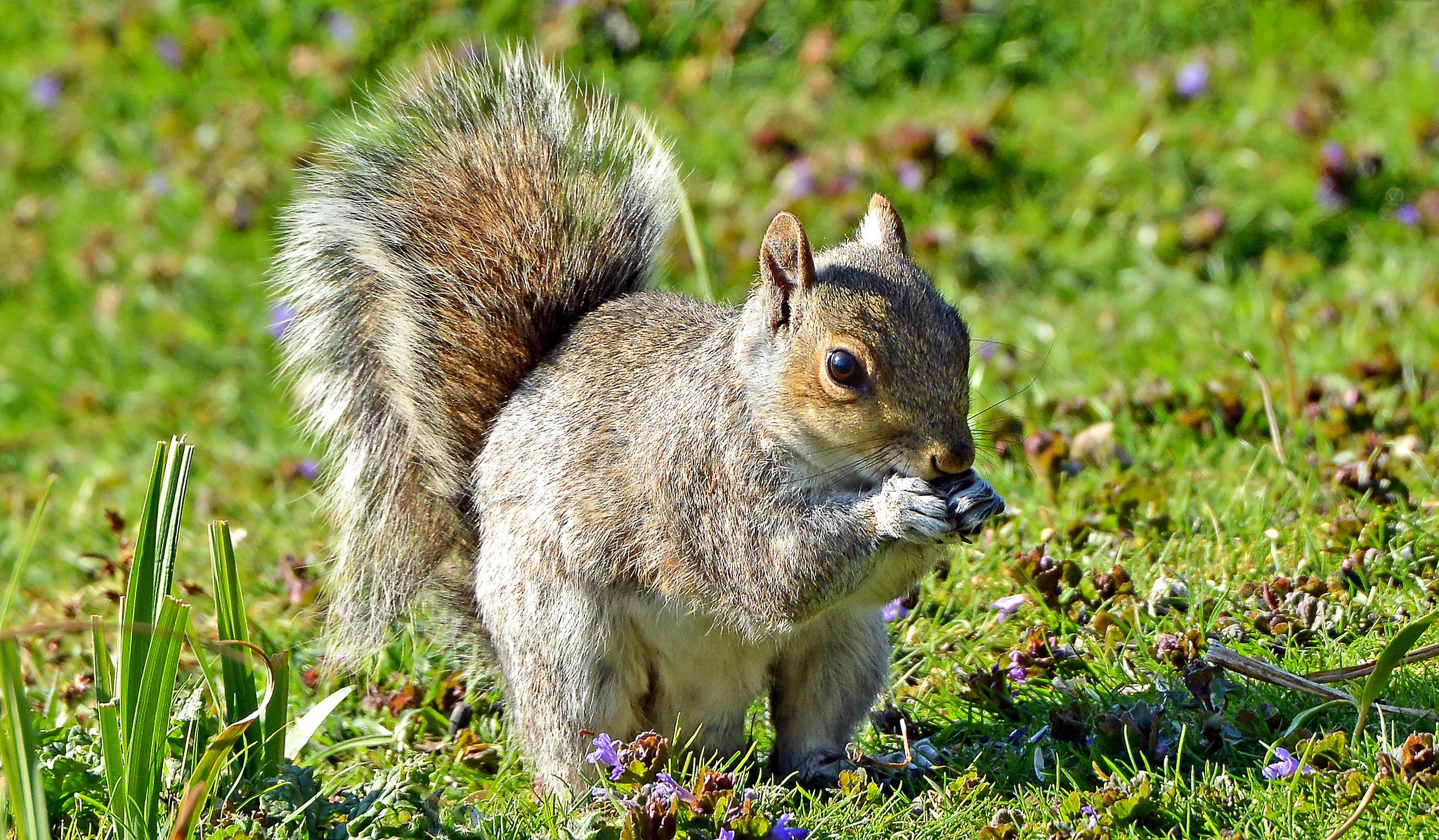 Free download wallpaper Squirrel, Animal, Rodent on your PC desktop