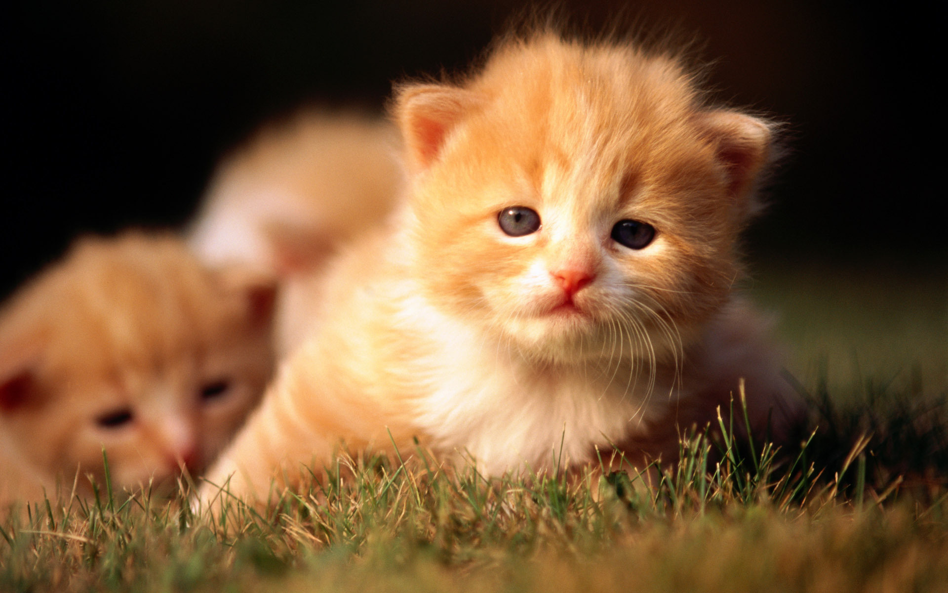 Download mobile wallpaper Cat, Cats, Animal for free.