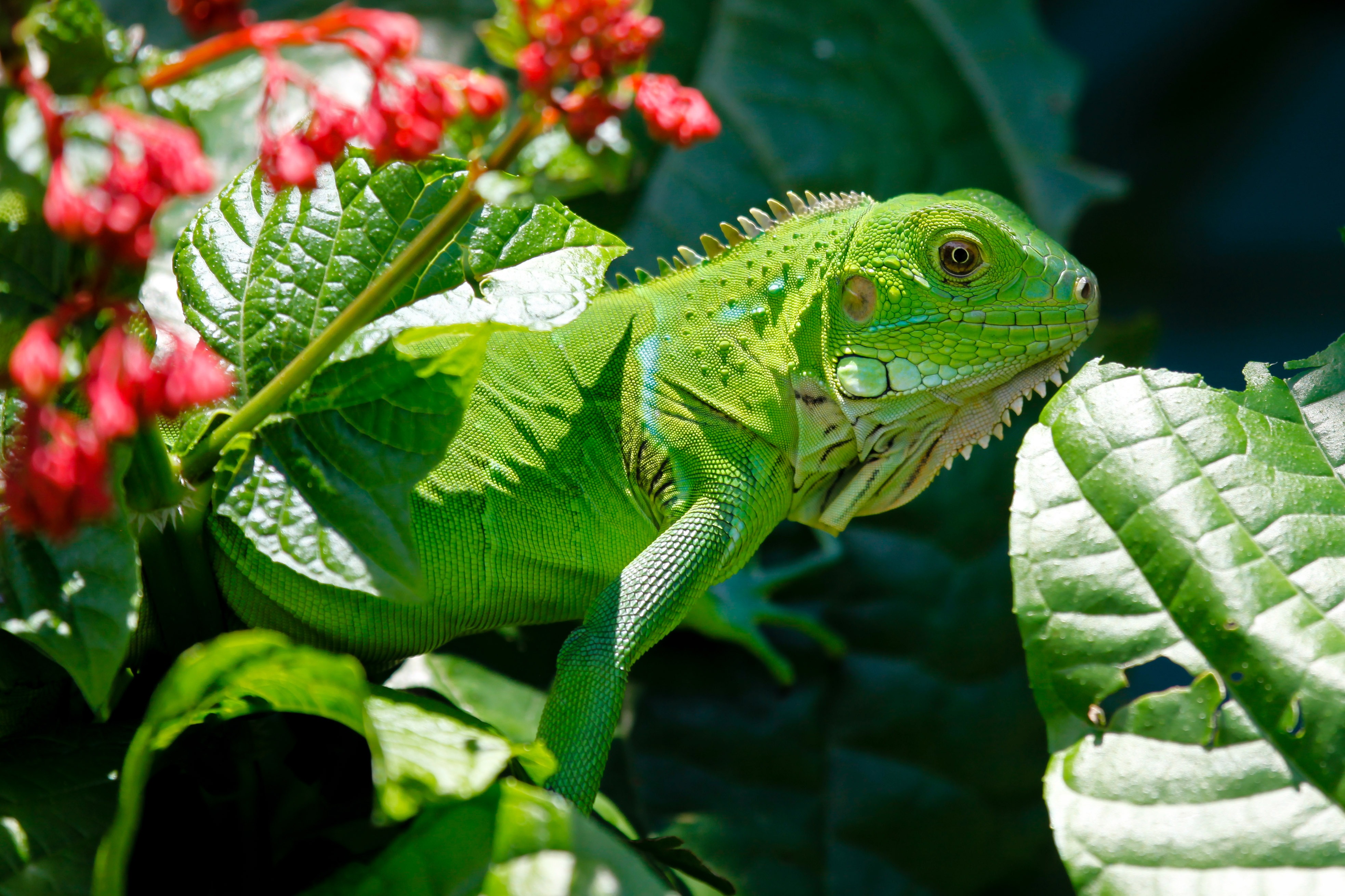 Download mobile wallpaper Nature, Flower, Leaf, Animal, Lizard, Reptile, Reptiles, Iguana, Red Flower for free.