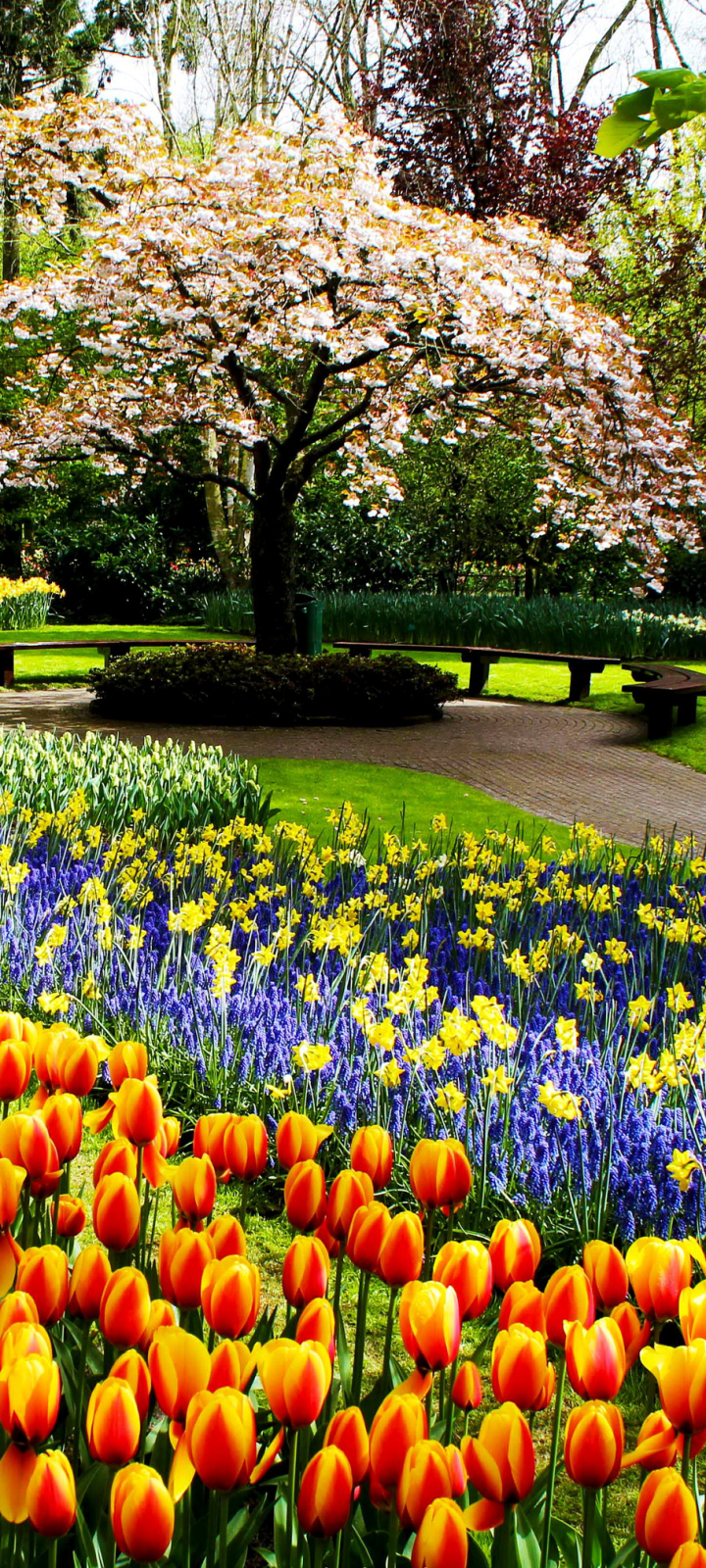 Скачати мобільні шпалери Квітка, Парк, Дерево, Цвітіння, Шлях, Сад, Барвистий, Весна, Тюльпан, Фотографія безкоштовно.