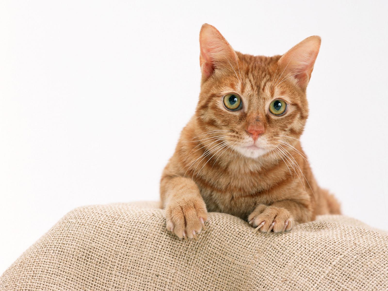 無料モバイル壁紙動物, ネコ, 猫をダウンロードします。