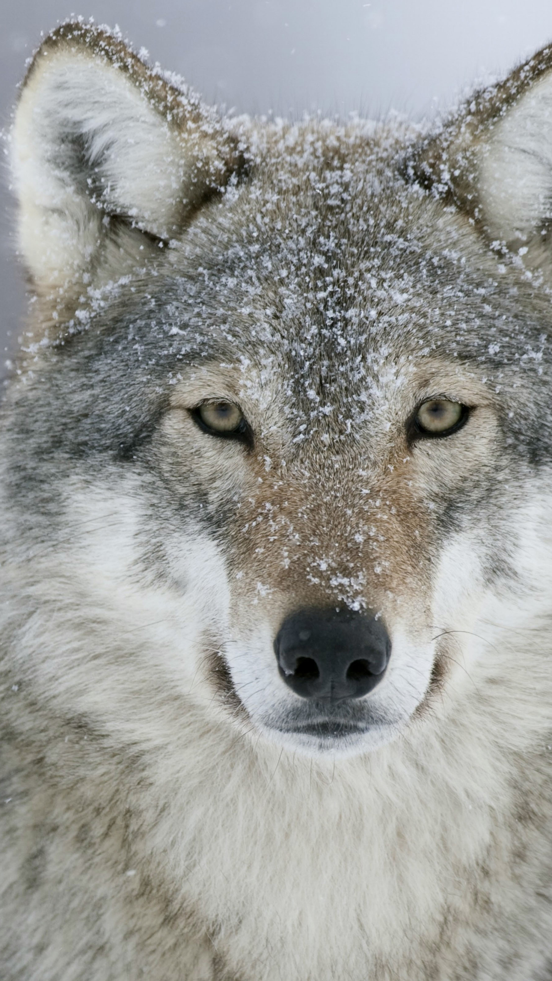 Download mobile wallpaper Snow, Wolf, Animal, Gray Wolf, Wolves for free.