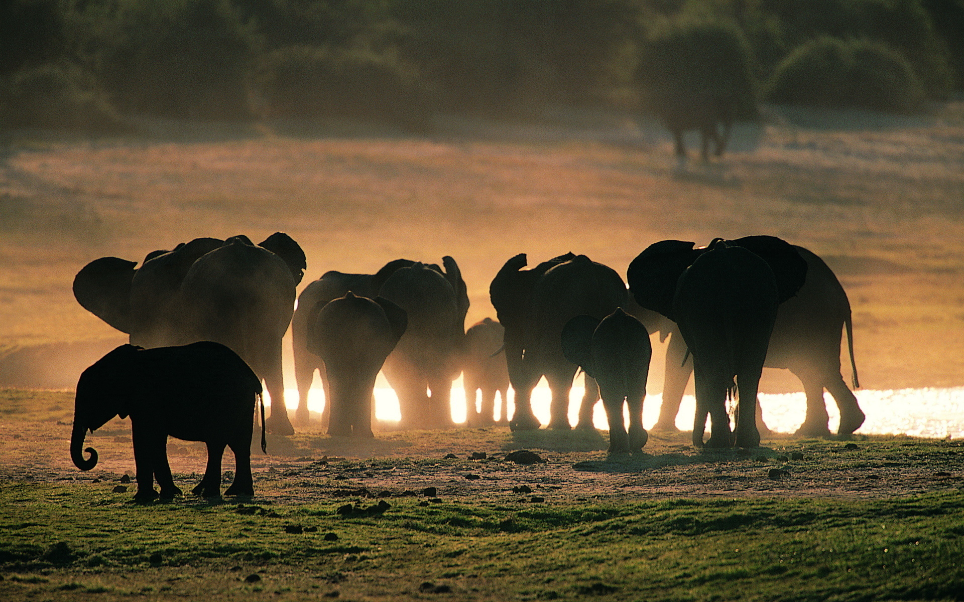 elephants, animal, african bush elephant