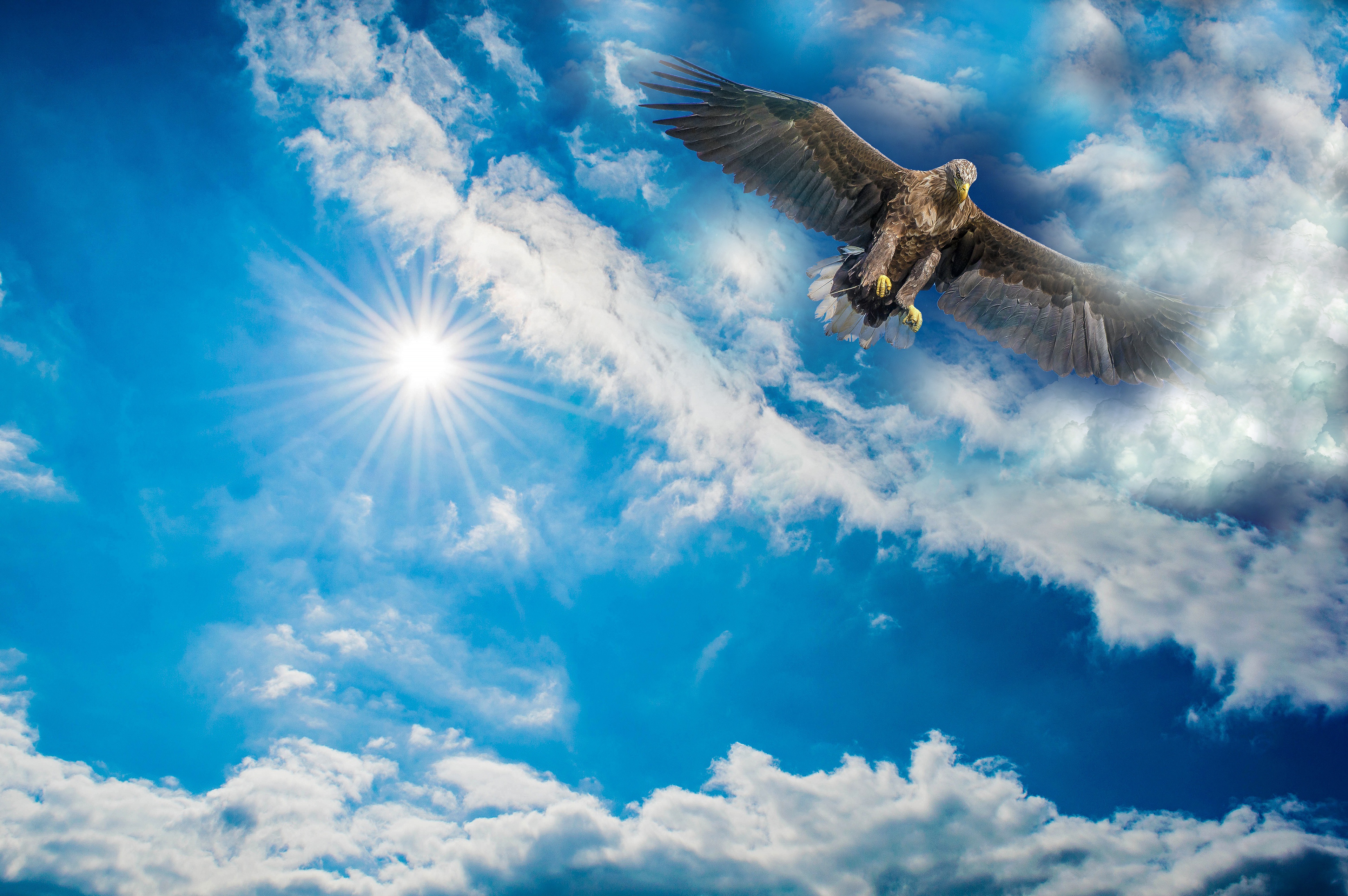 Скачать картинку Животные, Птицы, Небо, Облака, Крылья, Орел в телефон бесплатно.