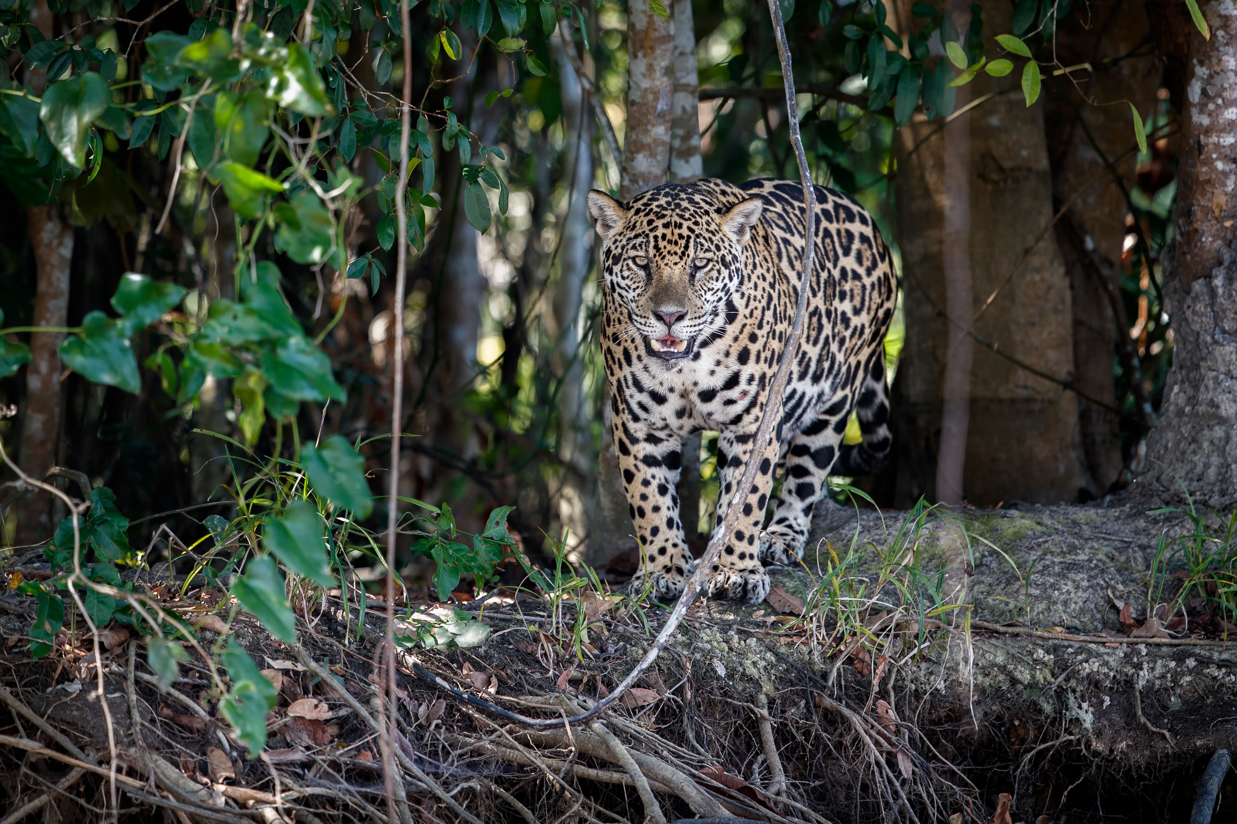 Descarga gratuita de fondo de pantalla para móvil de Animales, Gatos, Jaguar.