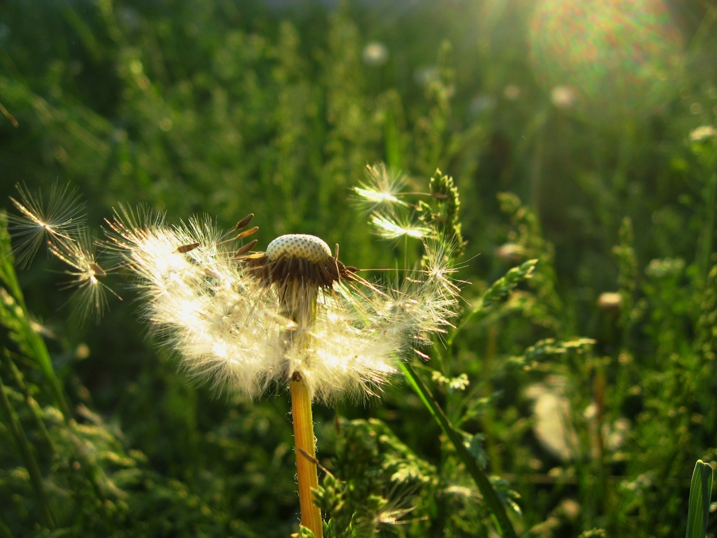 green, plants, flowers, dandelions wallpapers for tablet