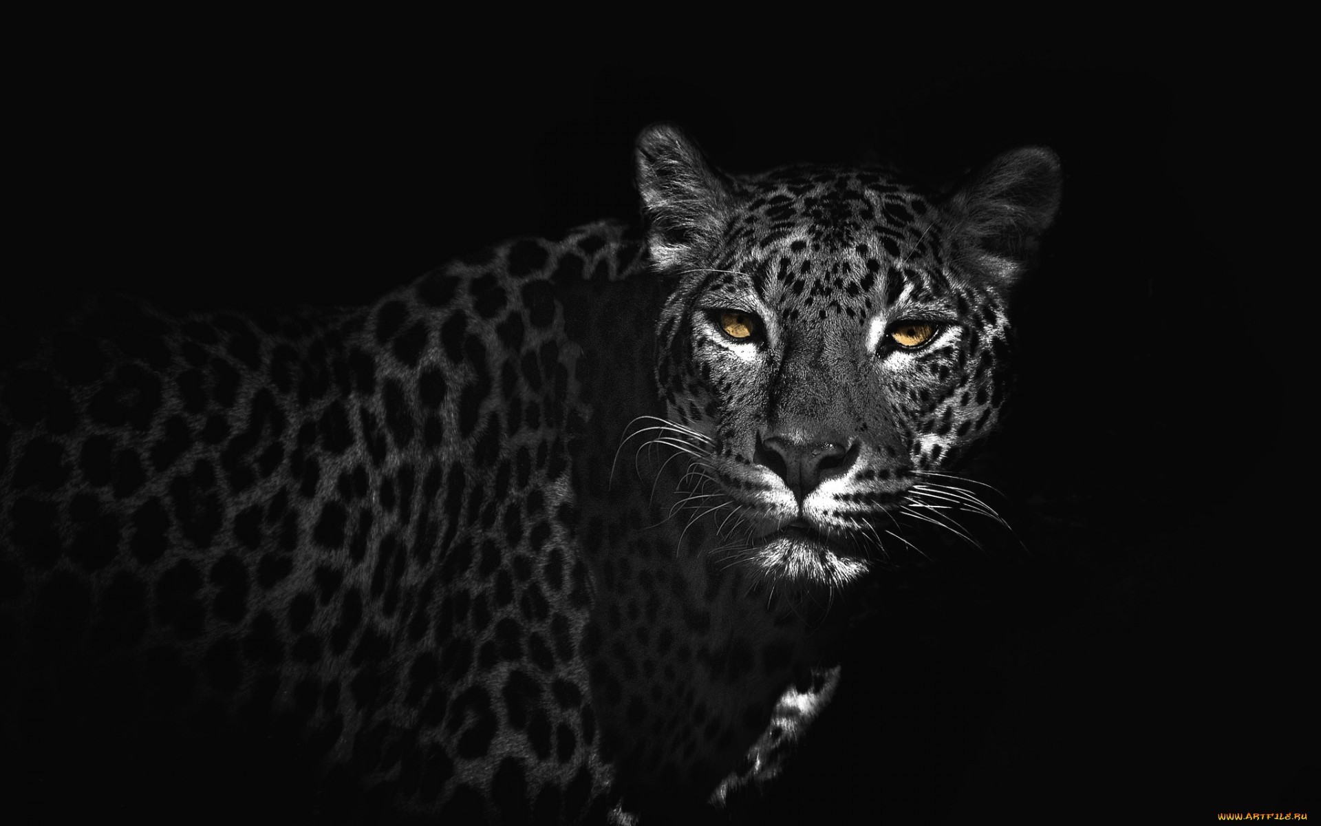 19092 Hintergrundbilder und Leopards Bilder auf dem Desktop. Laden Sie  Bildschirmschoner kostenlos auf den PC herunter