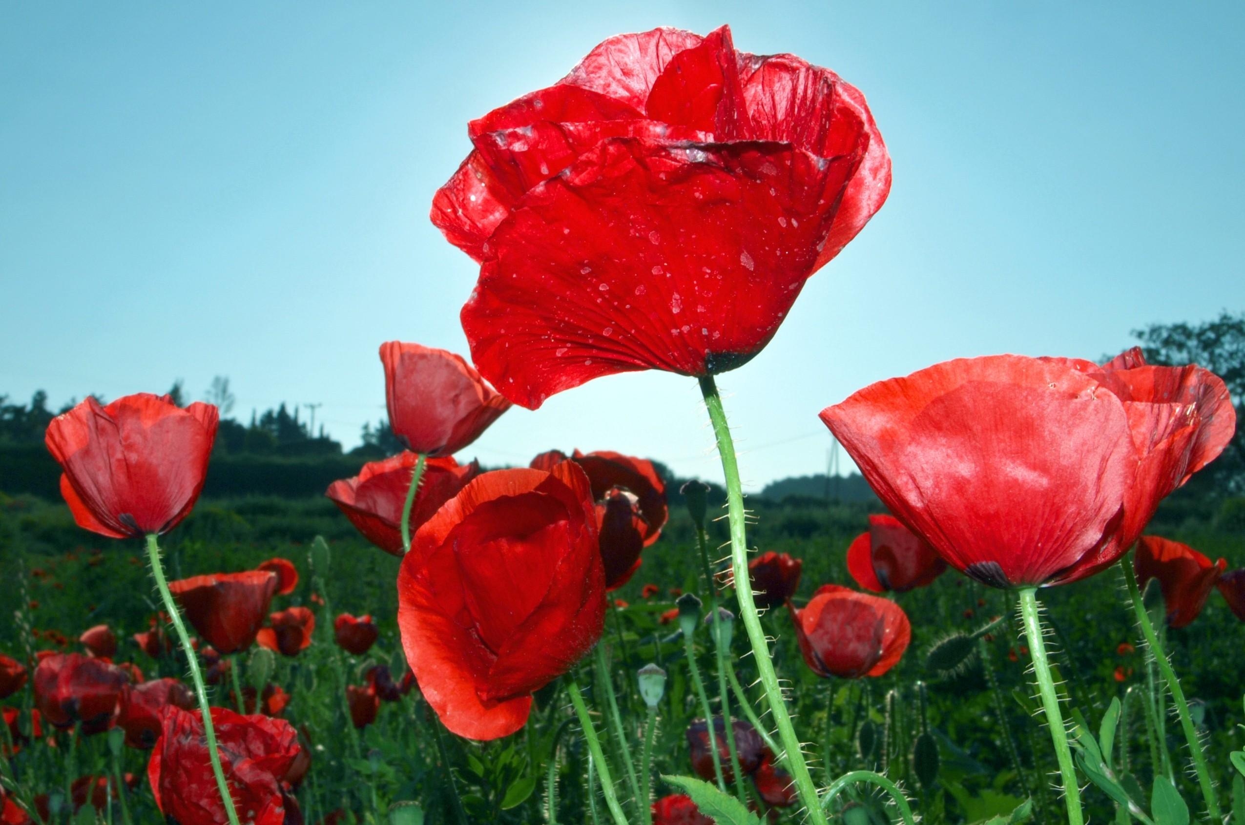 Free download wallpaper Flowers, Sky, Poppies, Greens, Field, Close Up on your PC desktop