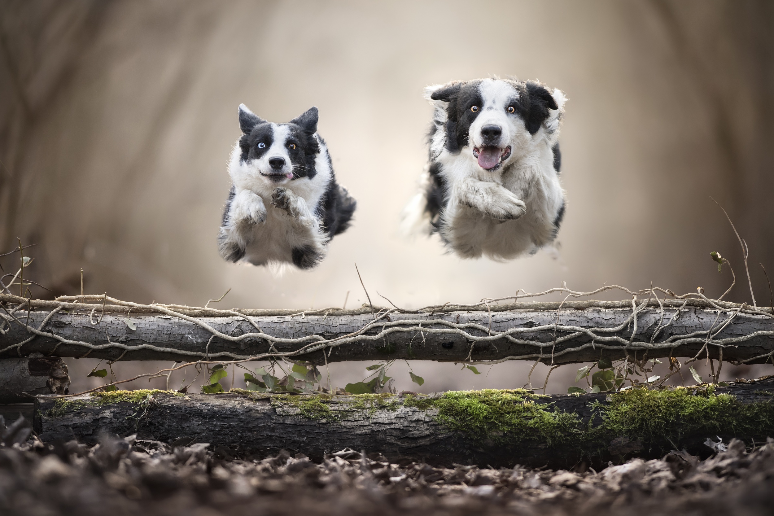 Download mobile wallpaper Dogs, Dog, Animal, Border Collie for free.