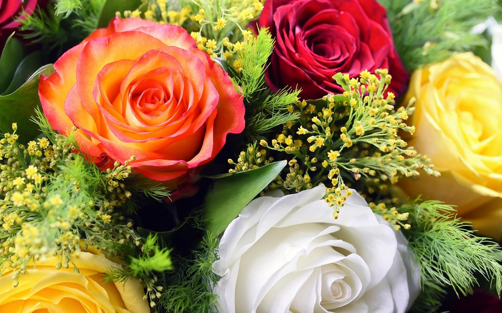 Téléchargez gratuitement l'image Fleurs, Rose, Fleur, Couleurs, Coloré, Terre/nature sur le bureau de votre PC