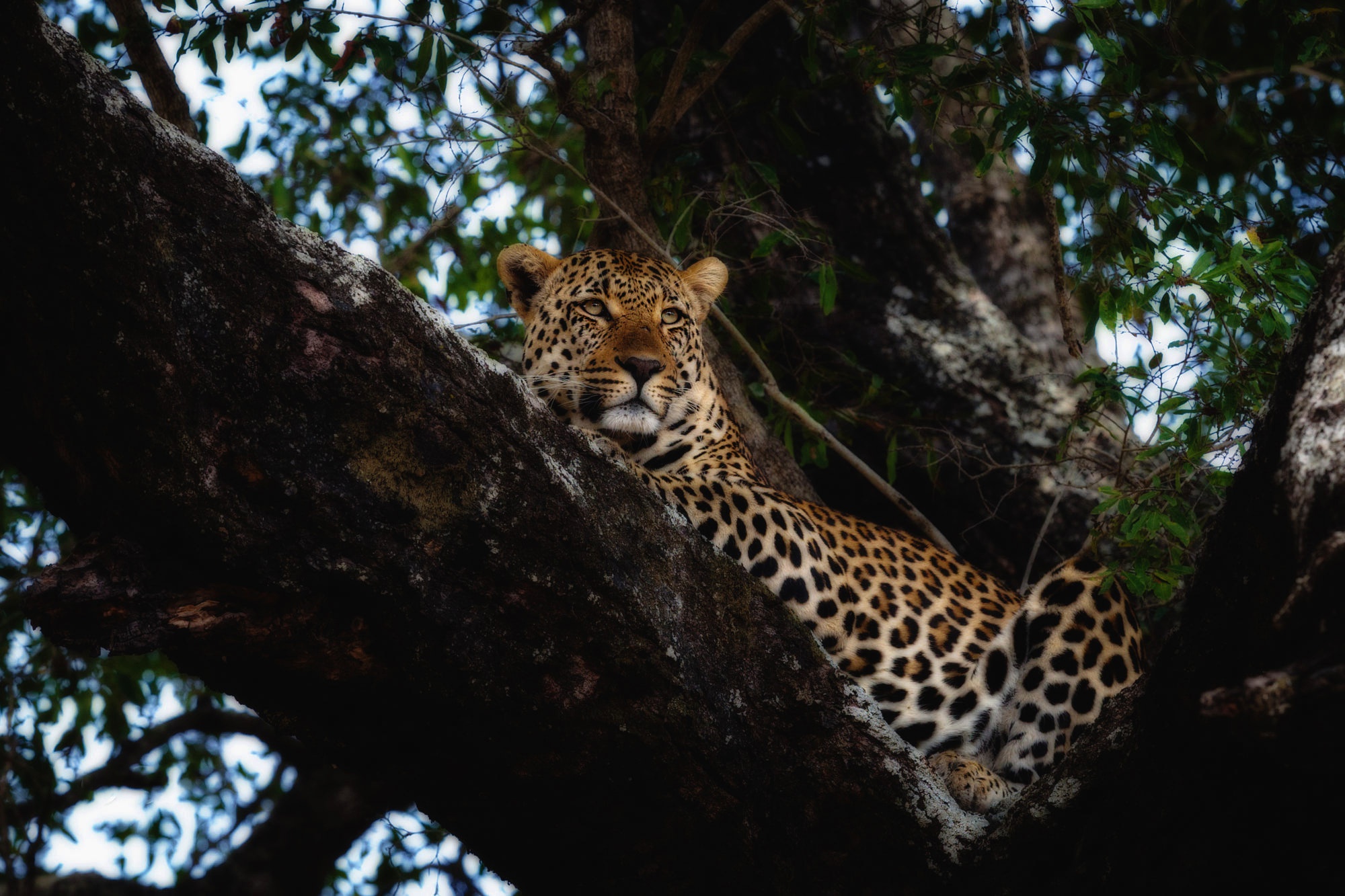 Handy-Wallpaper Tiere, Katzen, Leopard kostenlos herunterladen.