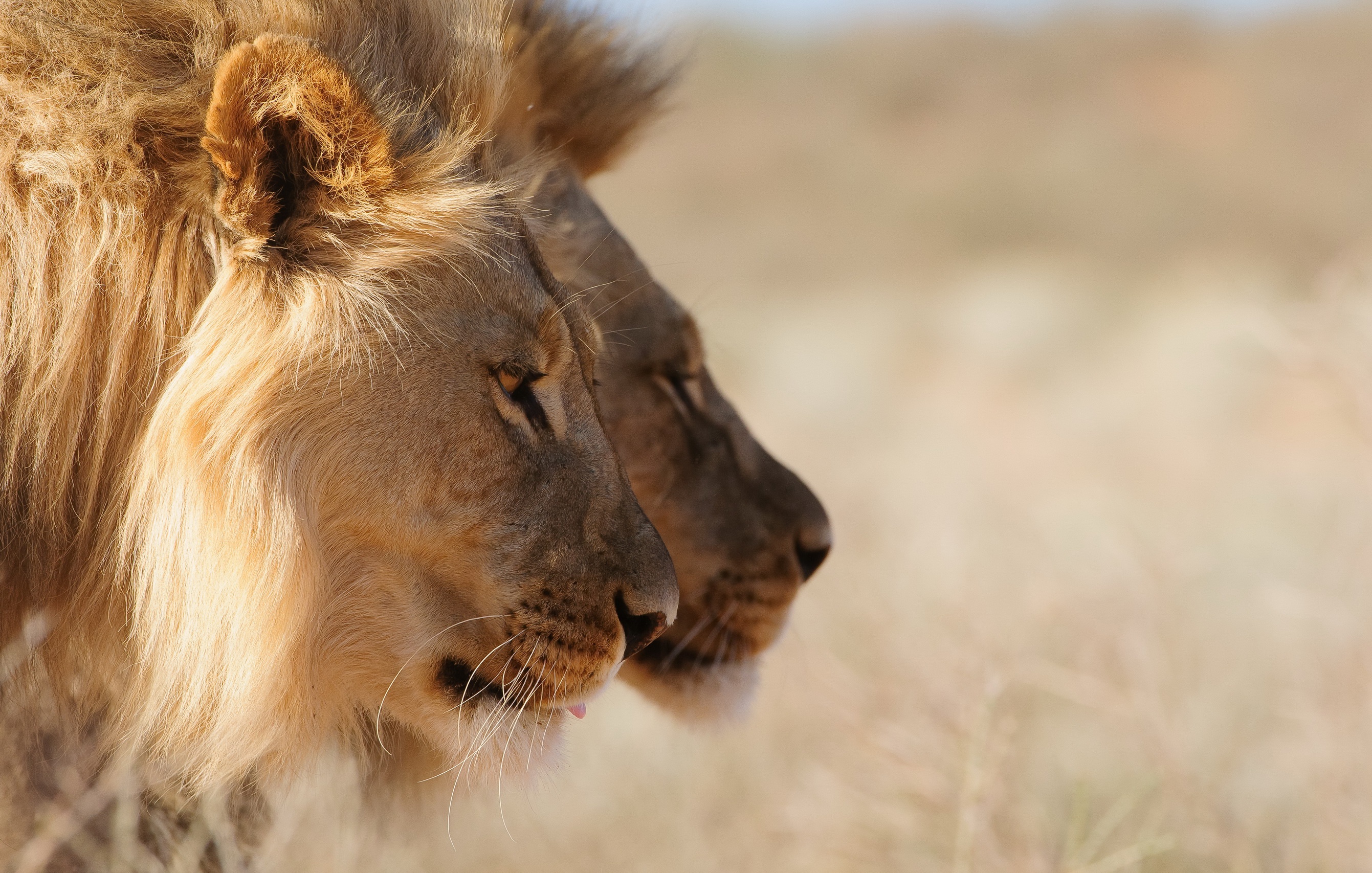 Téléchargez des papiers peints mobile Lion, Chats, Animaux gratuitement.