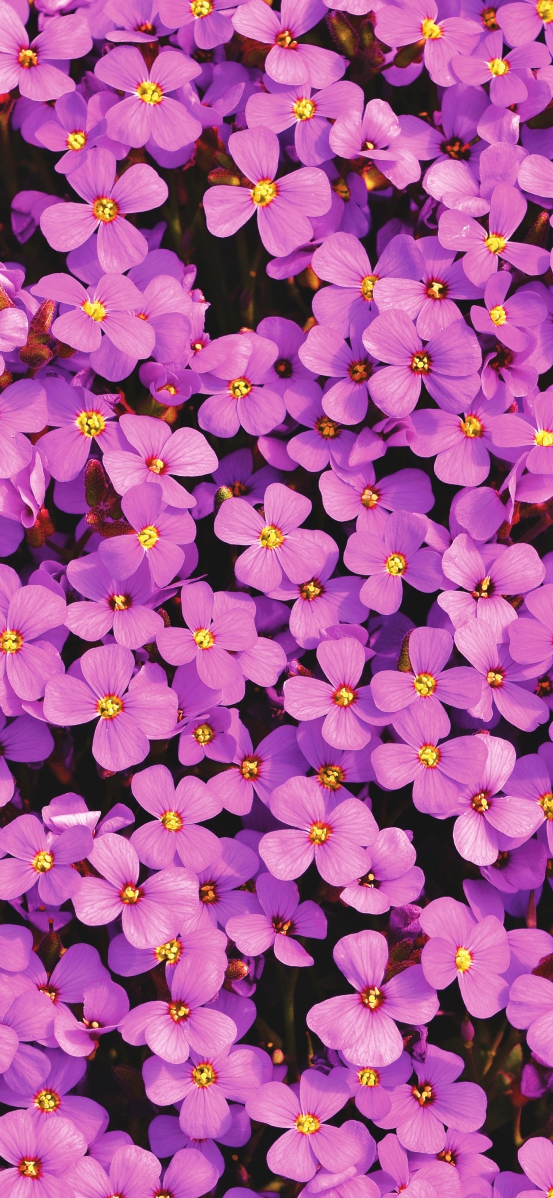 Download mobile wallpaper Flowers, Flower, Plant, Earth, Aubrieta, Purple Flower for free.